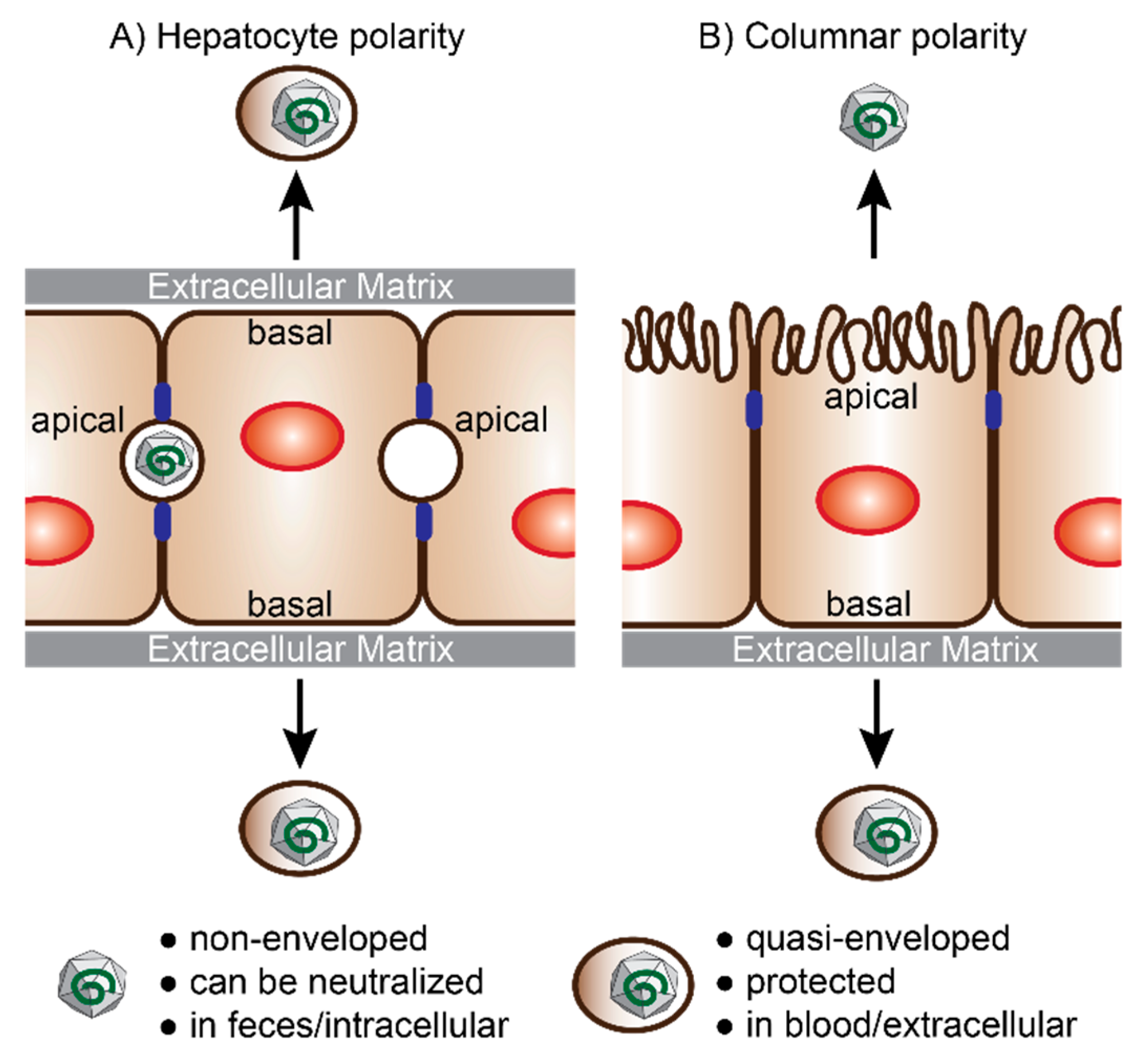 Viruses 11 00608 g002 Viruses 11 00608 g002