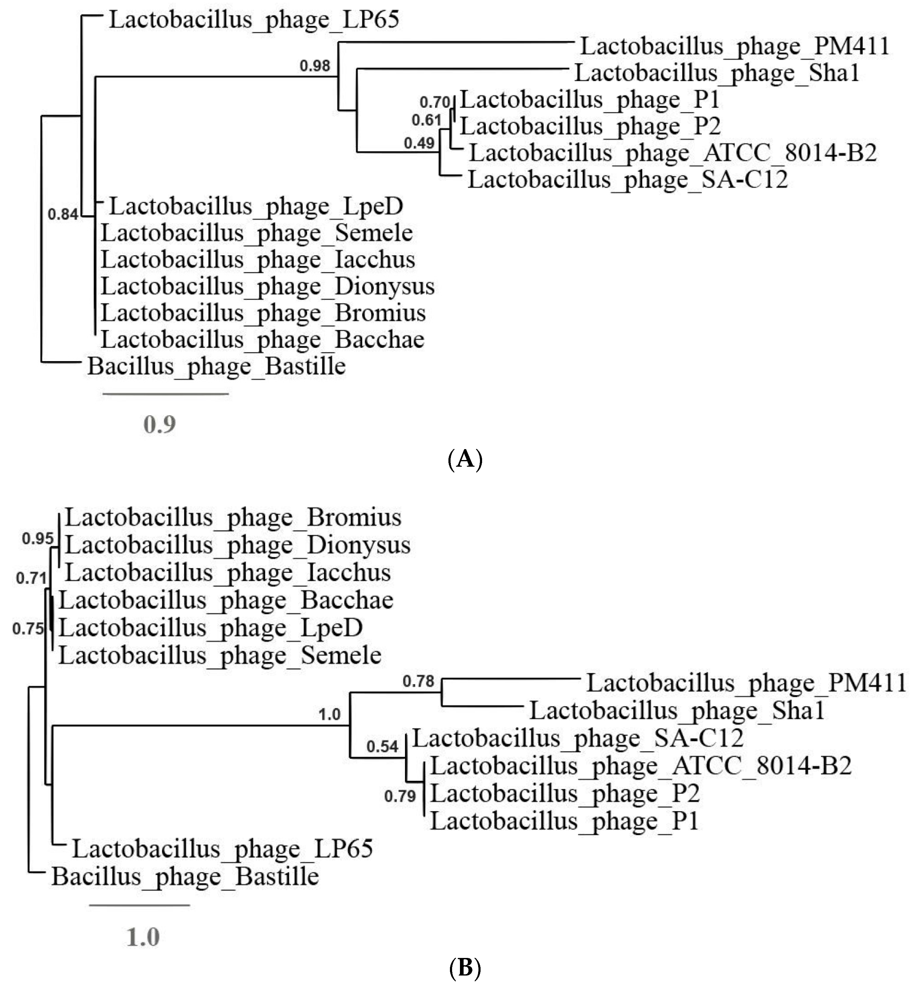 Viruses 11 00611 g003 Viruses 11 00611 g003
