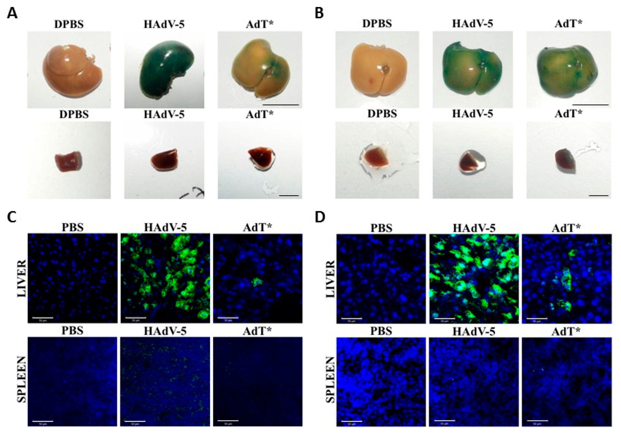Viruses 11 00616 g007 550