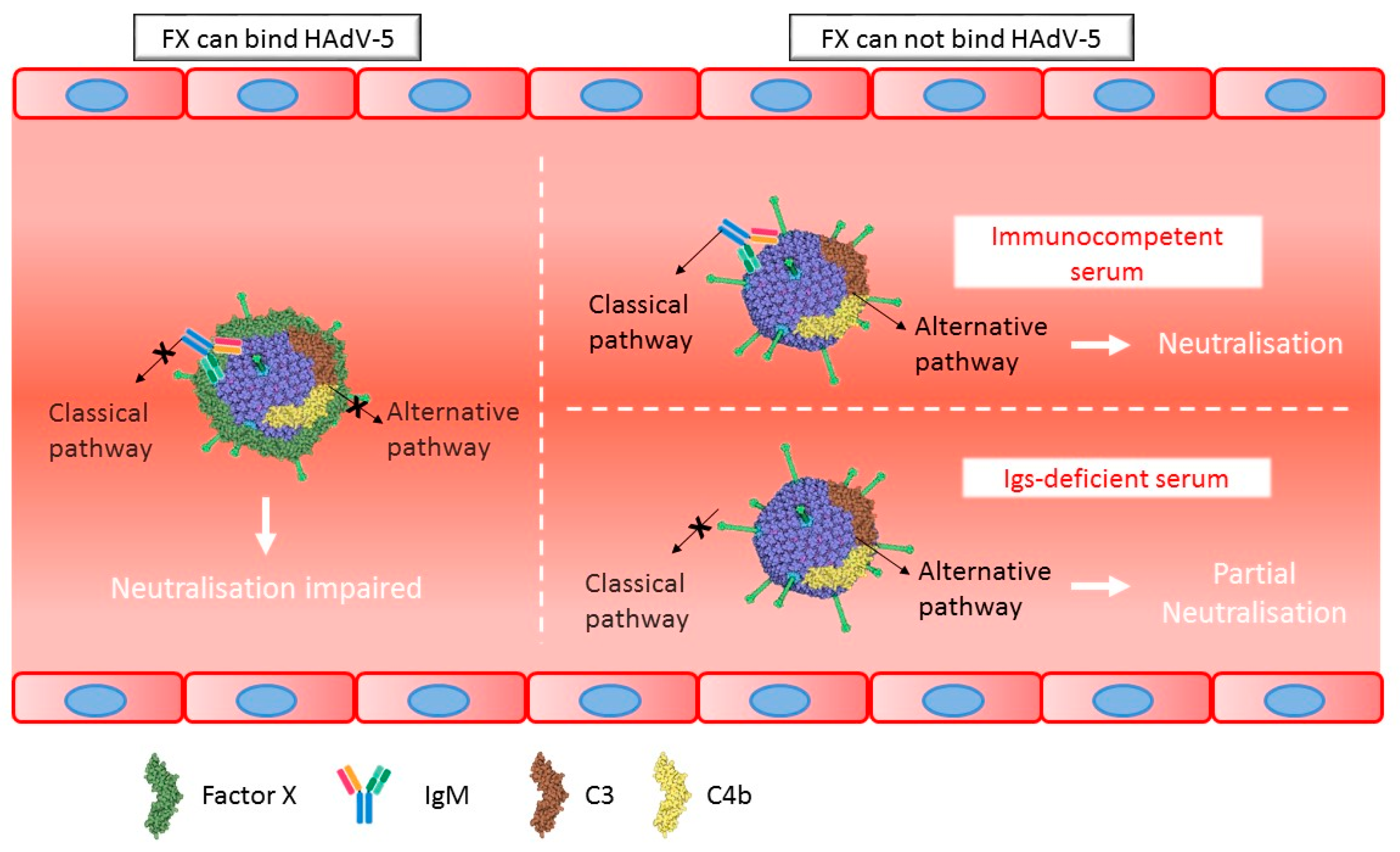 Viruses 11 00616 g008 550