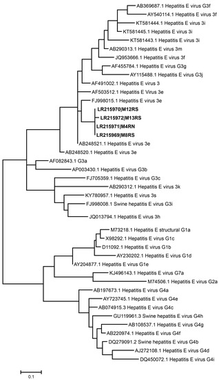 Understanding Viruses Worksheet Answers - Worksheet List
