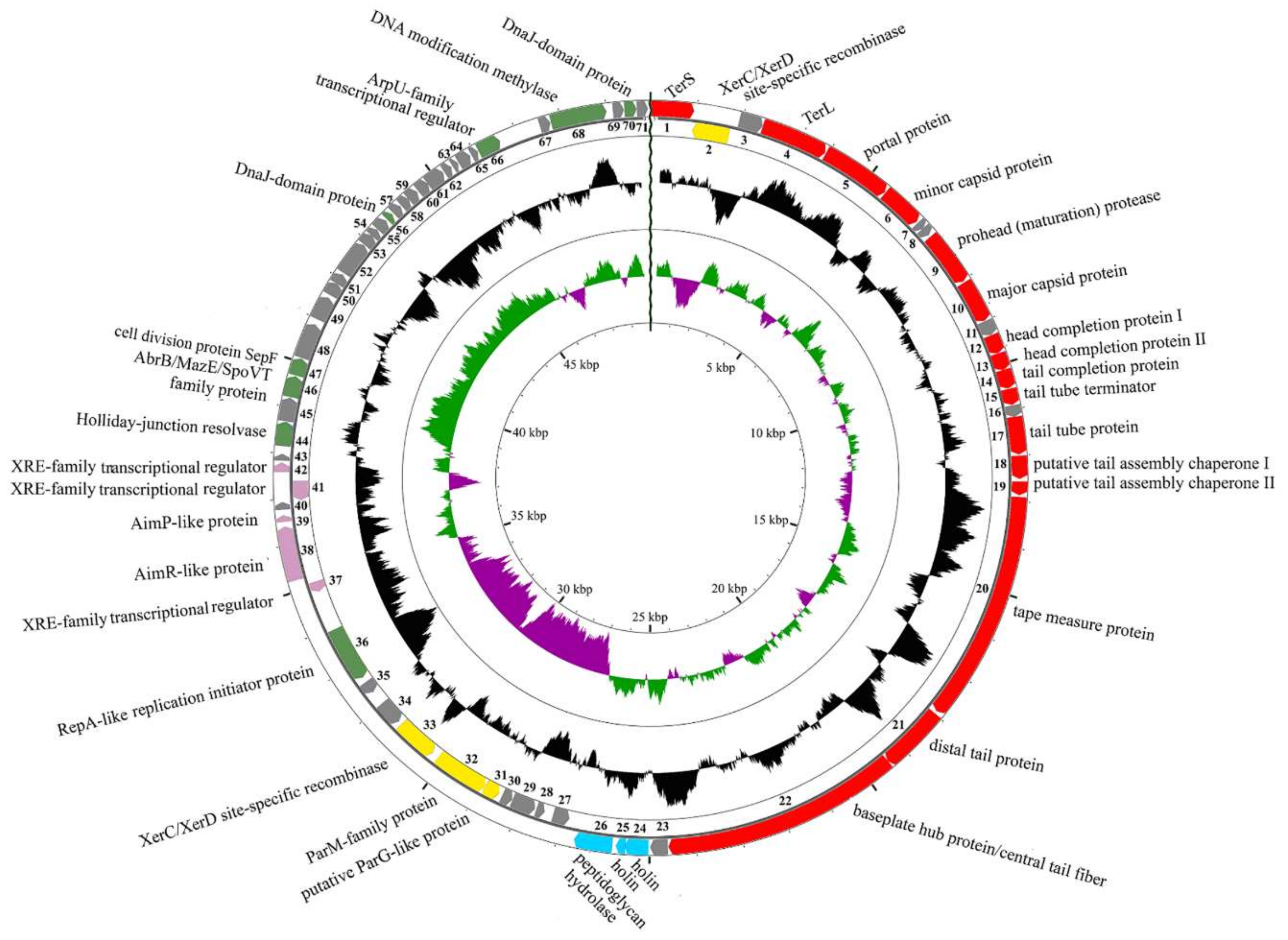 Viruses 11 00624 g002