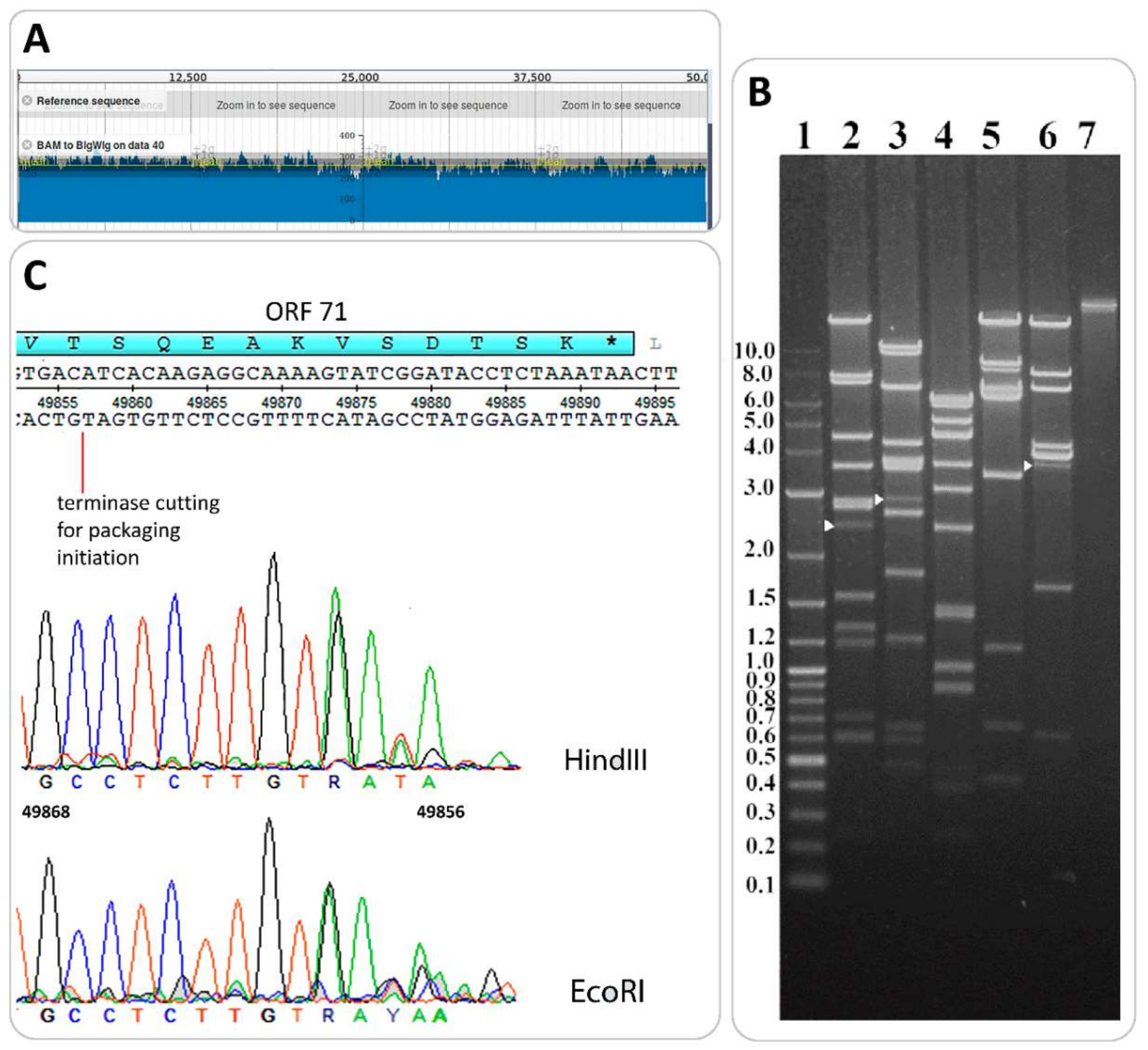 Viruses 11 00624 g007