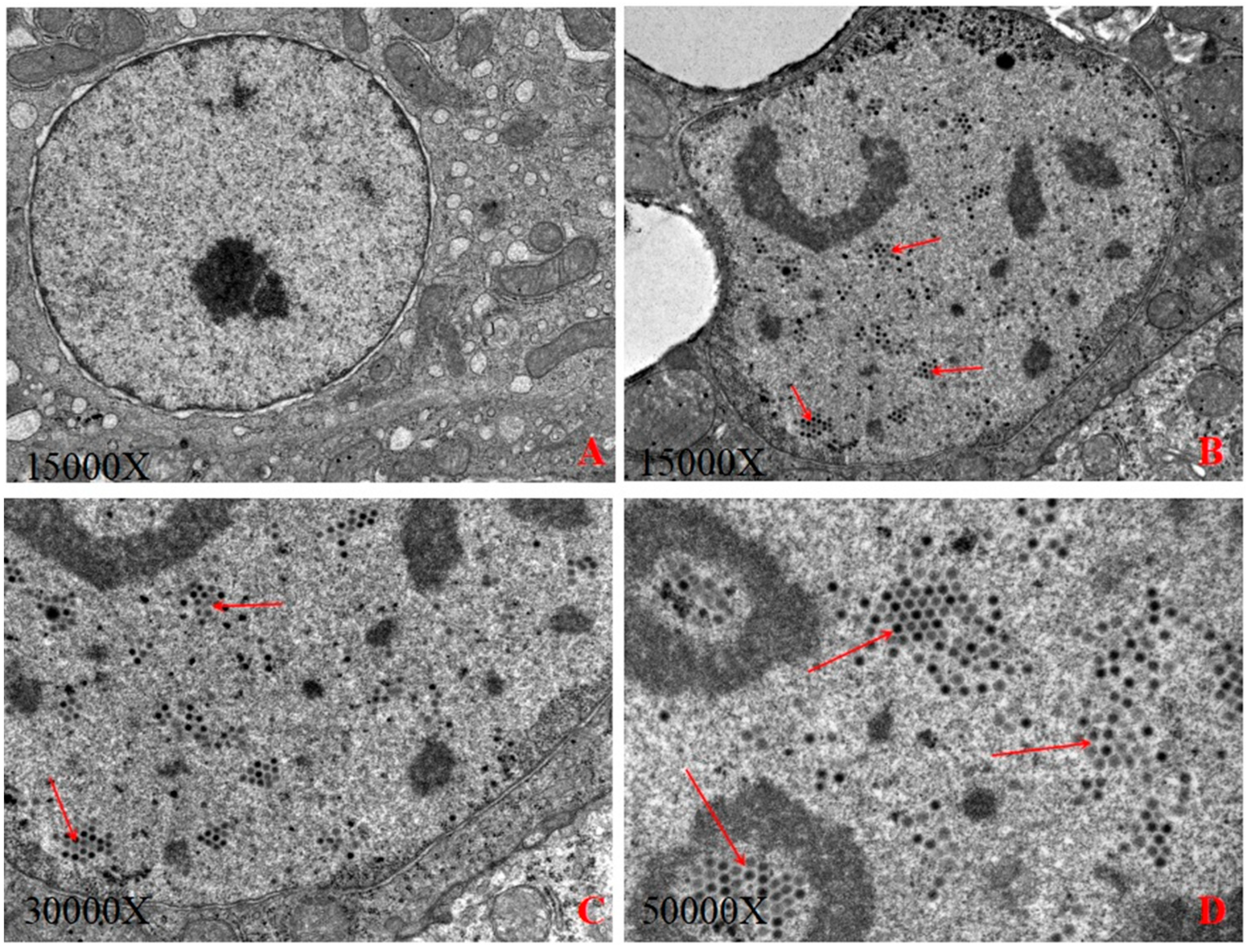 Viruses 11 00627 g001