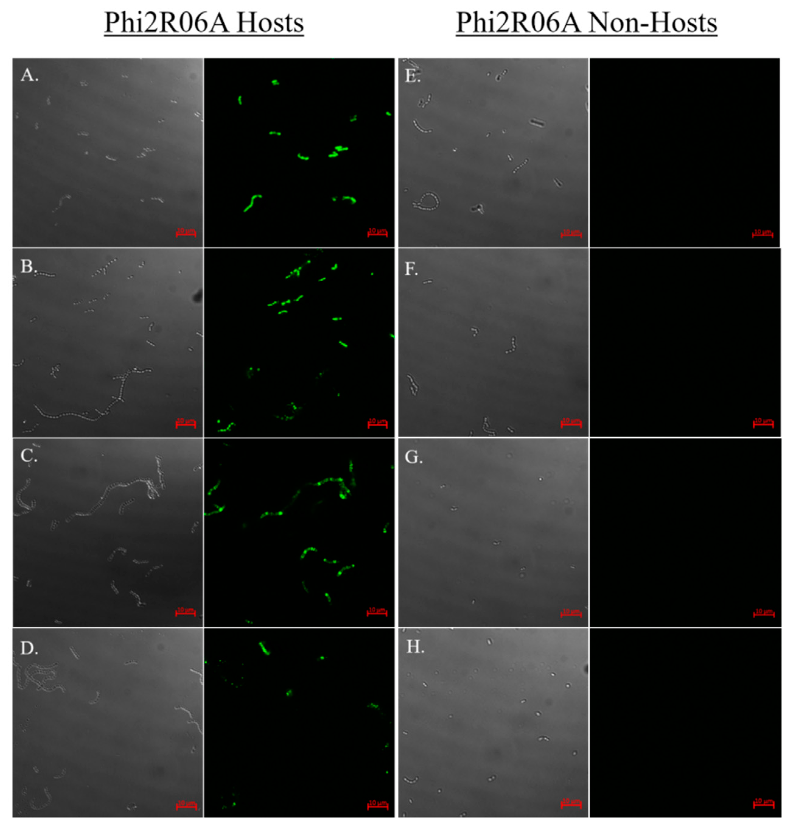 Viruses 11 00631 g006