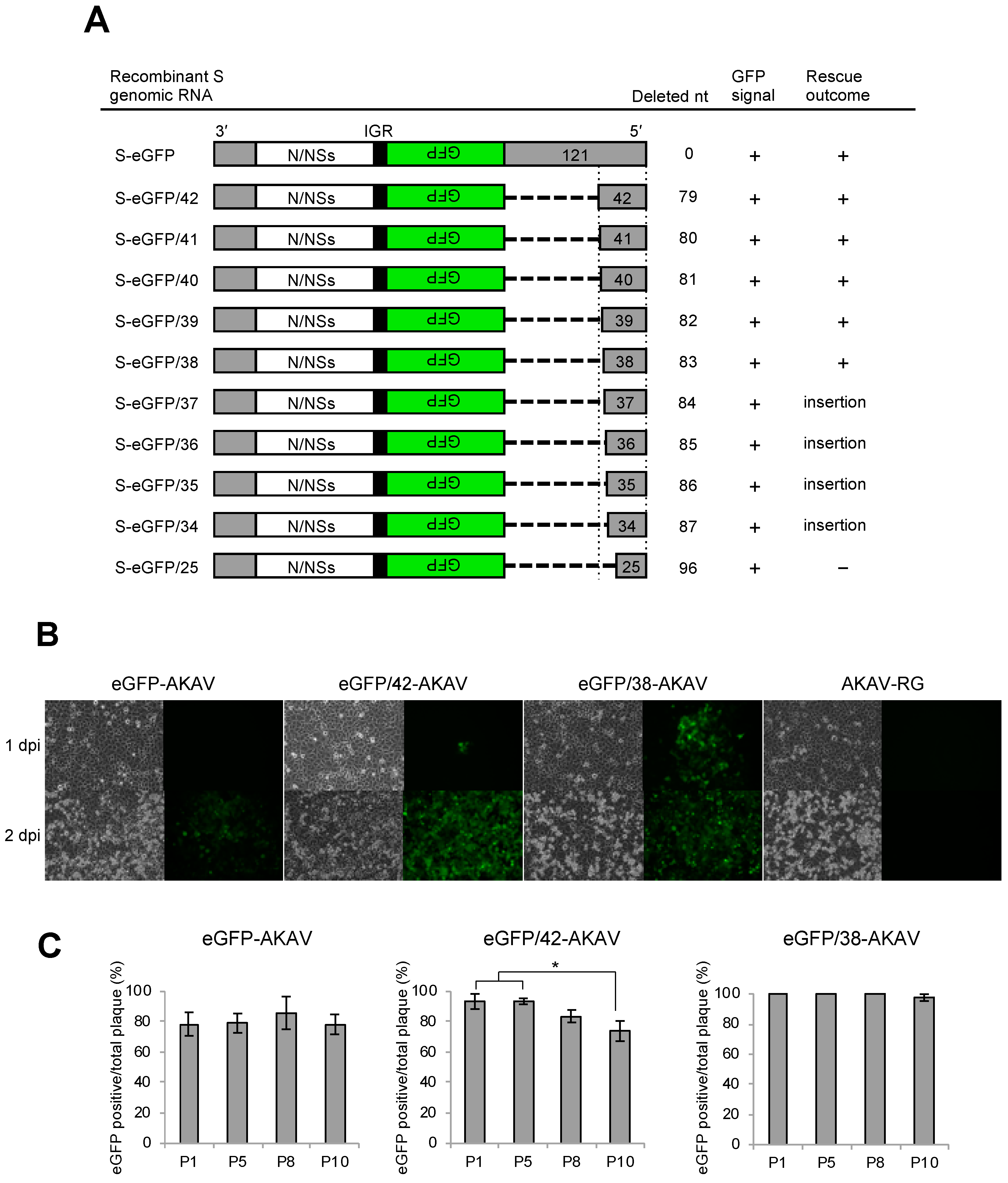 Viruses 11 00634 g001