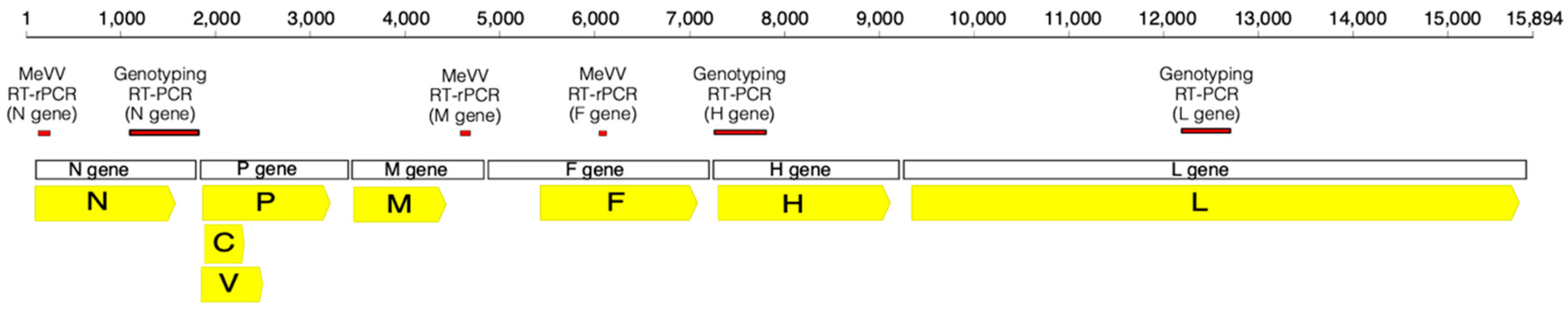 Viruses 11 00636 g001 Viruses 11 00636 g001