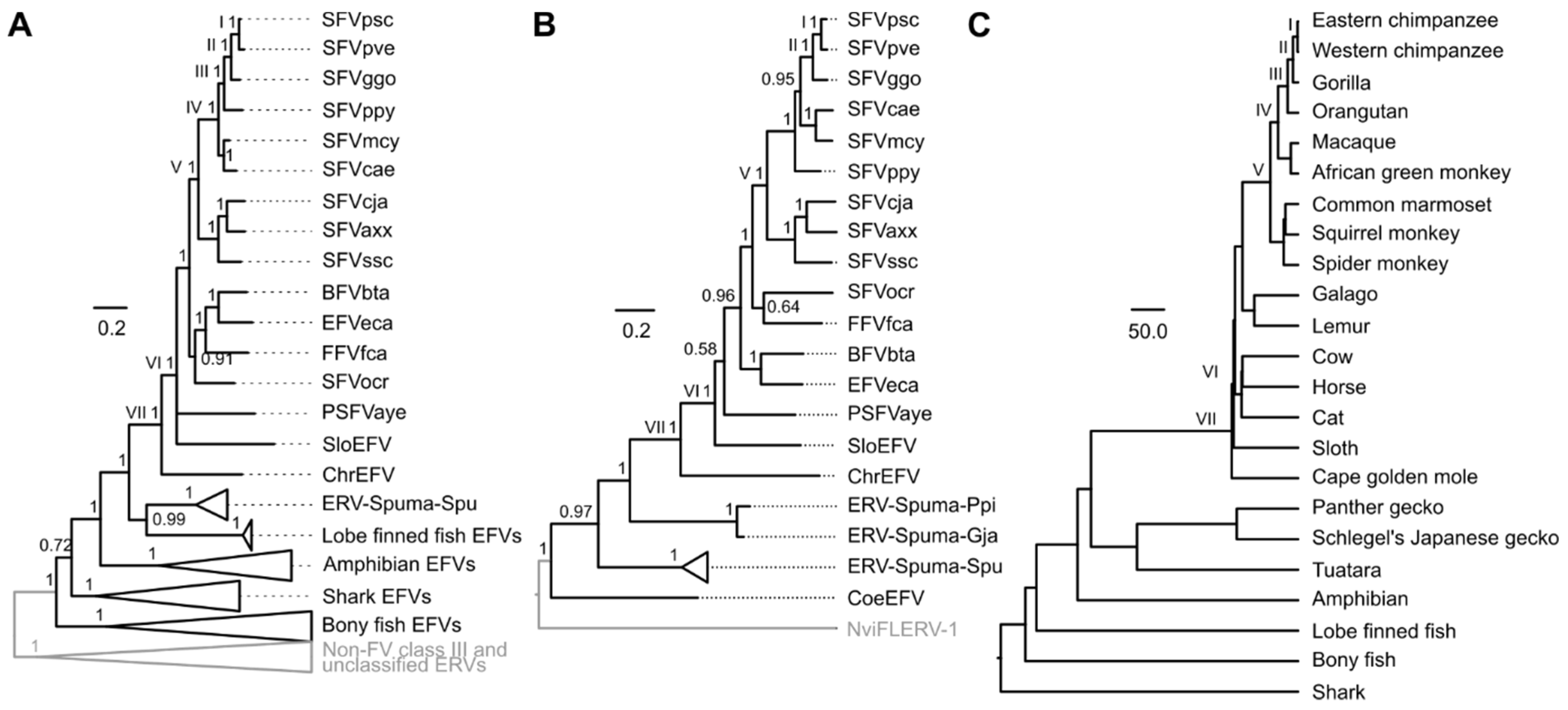 Viruses 11 00641 g003