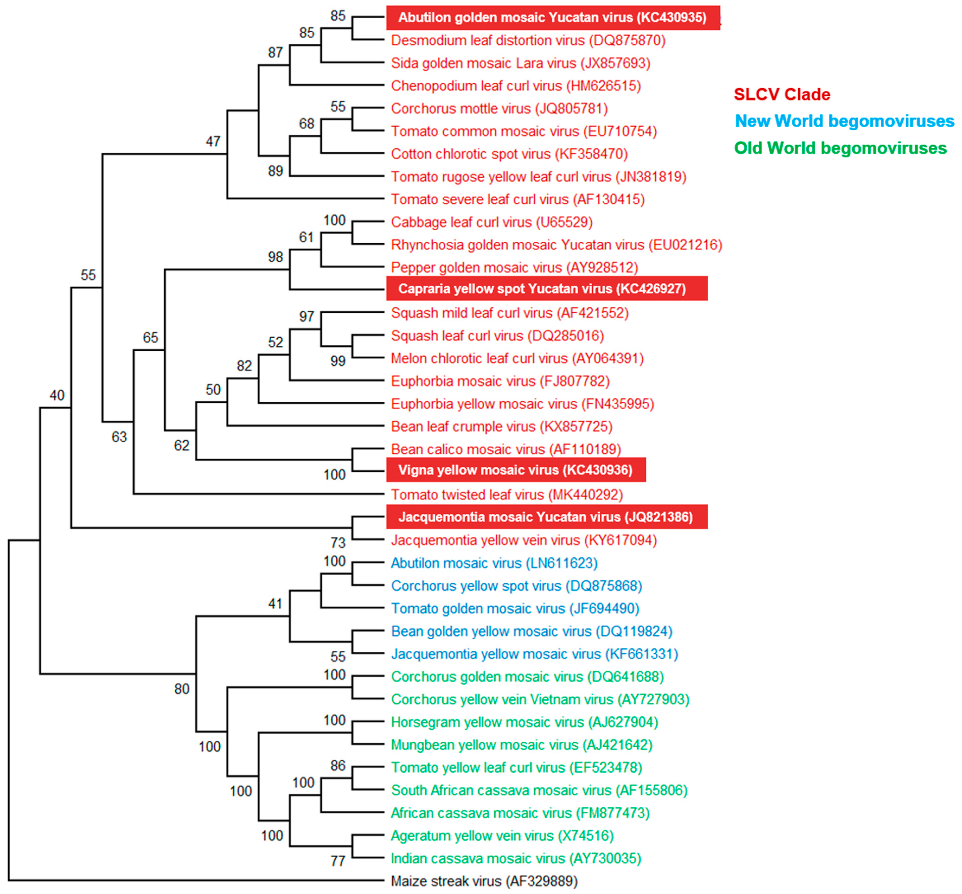 Viruses 11 00644 g002