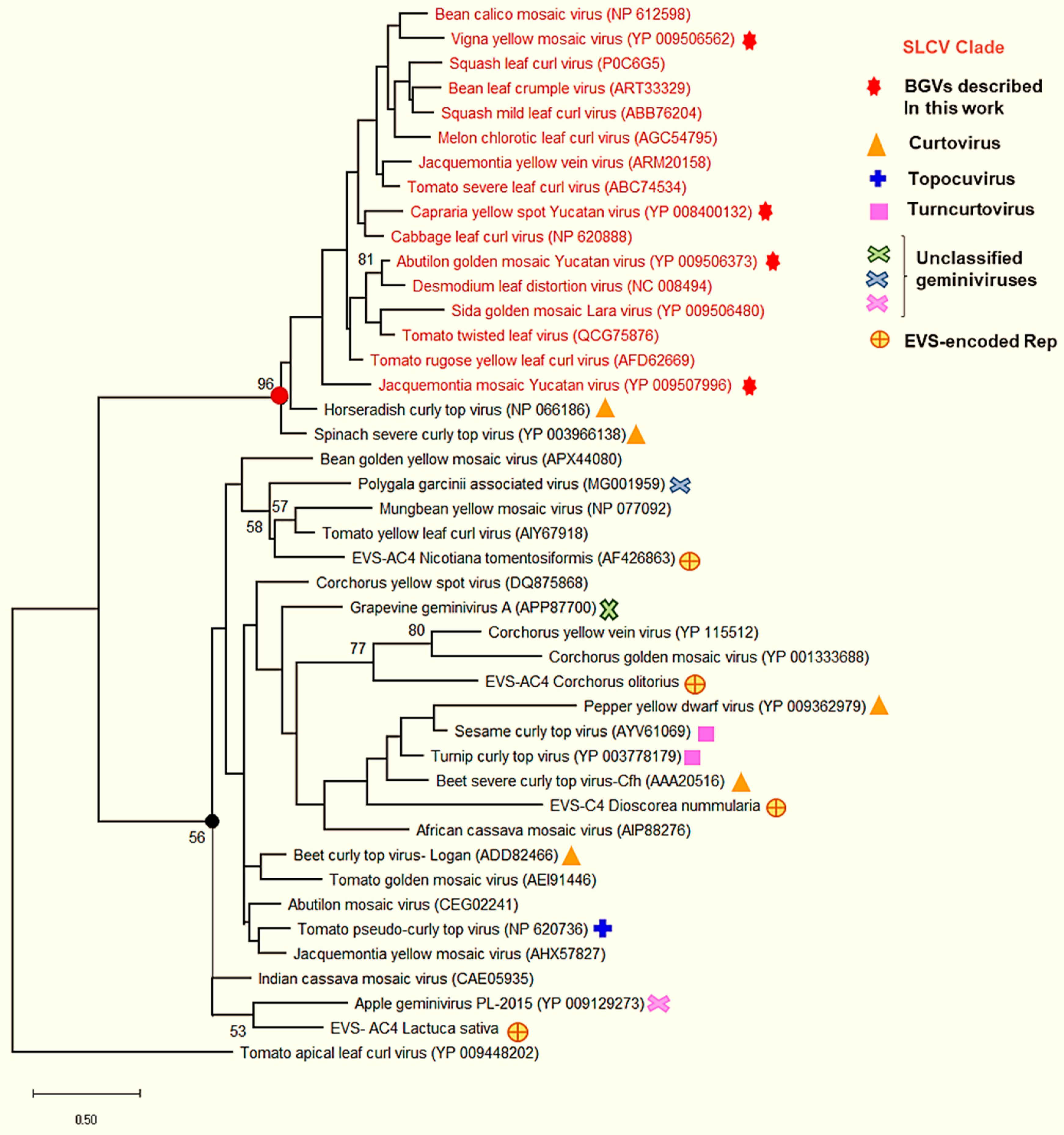 Viruses 11 00644 g005