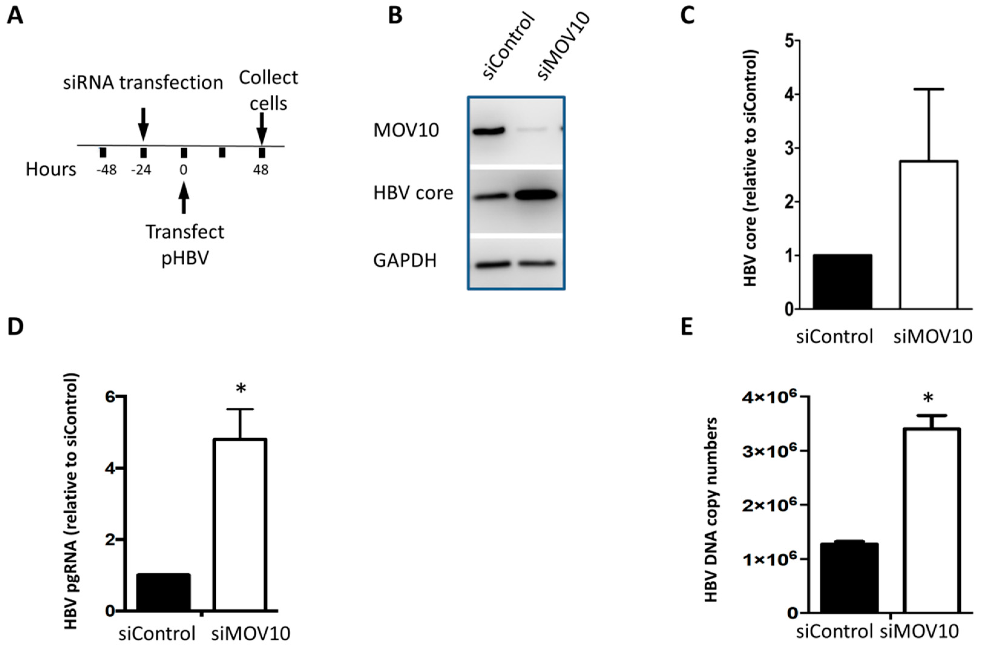 Viruses 11 00651 g002 Viruses 11 00651 g002
