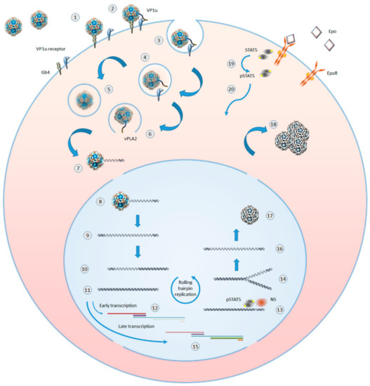 Viruses July 2019 Browse Articles