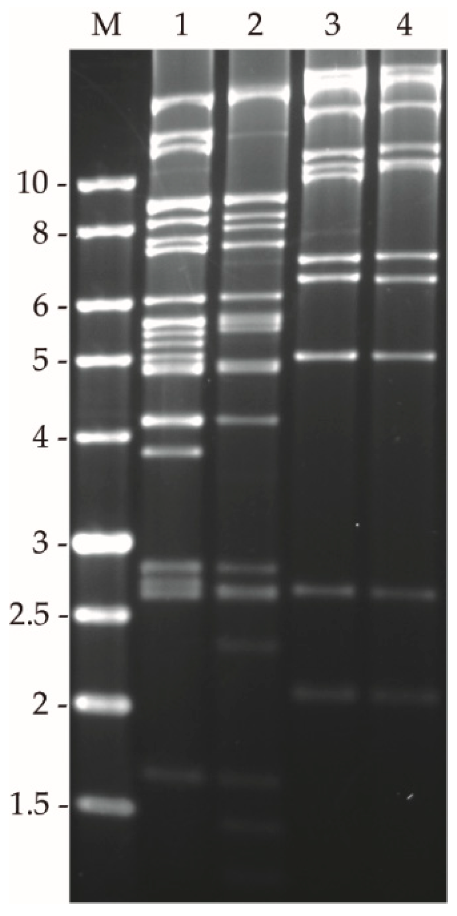 Viruses 11 00660 g003