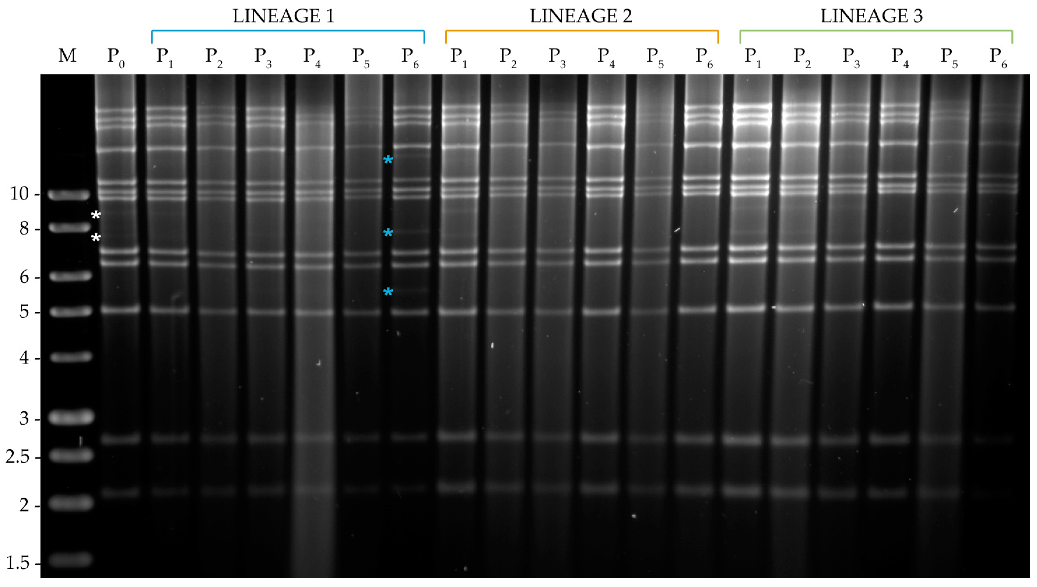 Viruses 11 00660 g004