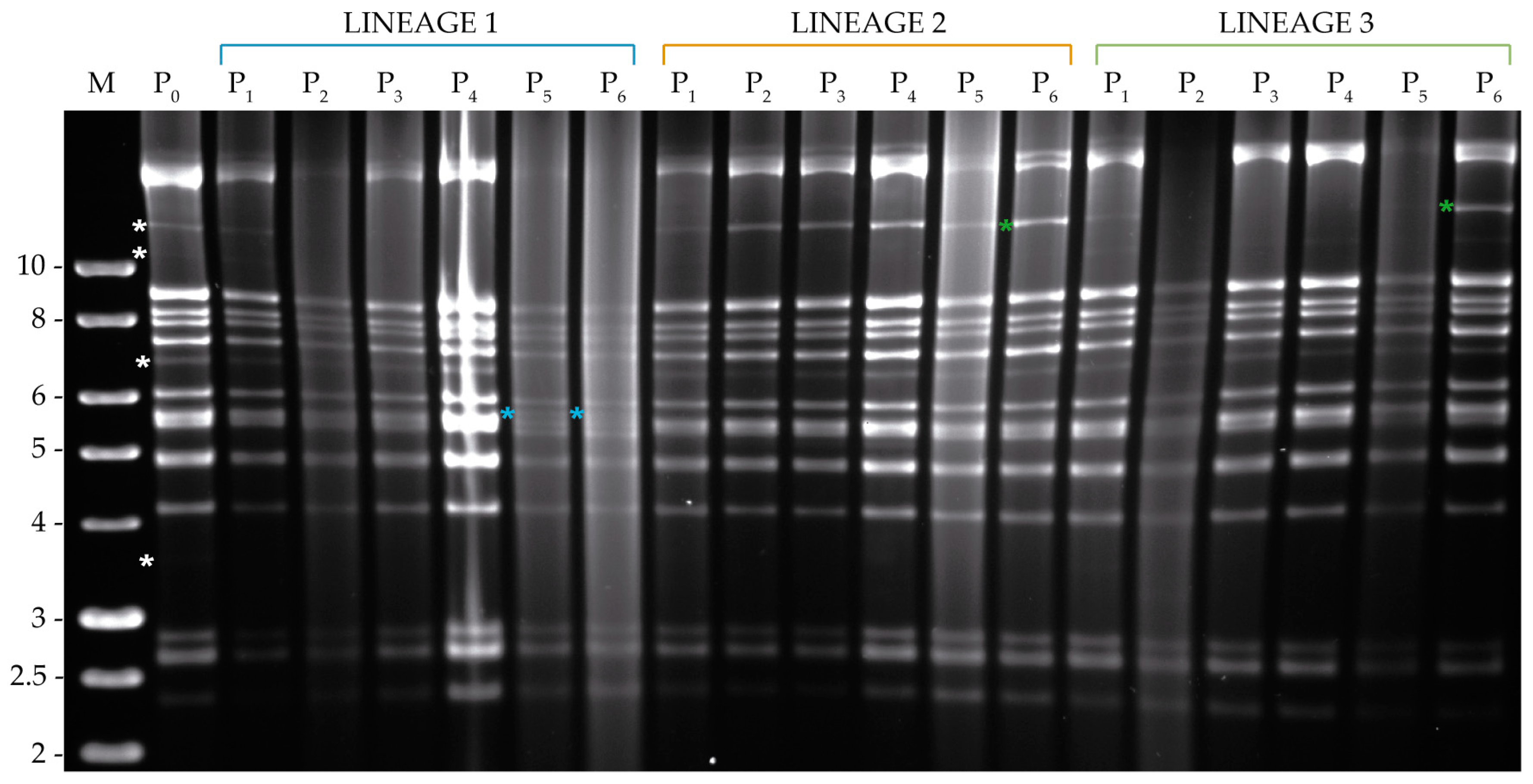 Viruses 11 00660 g005