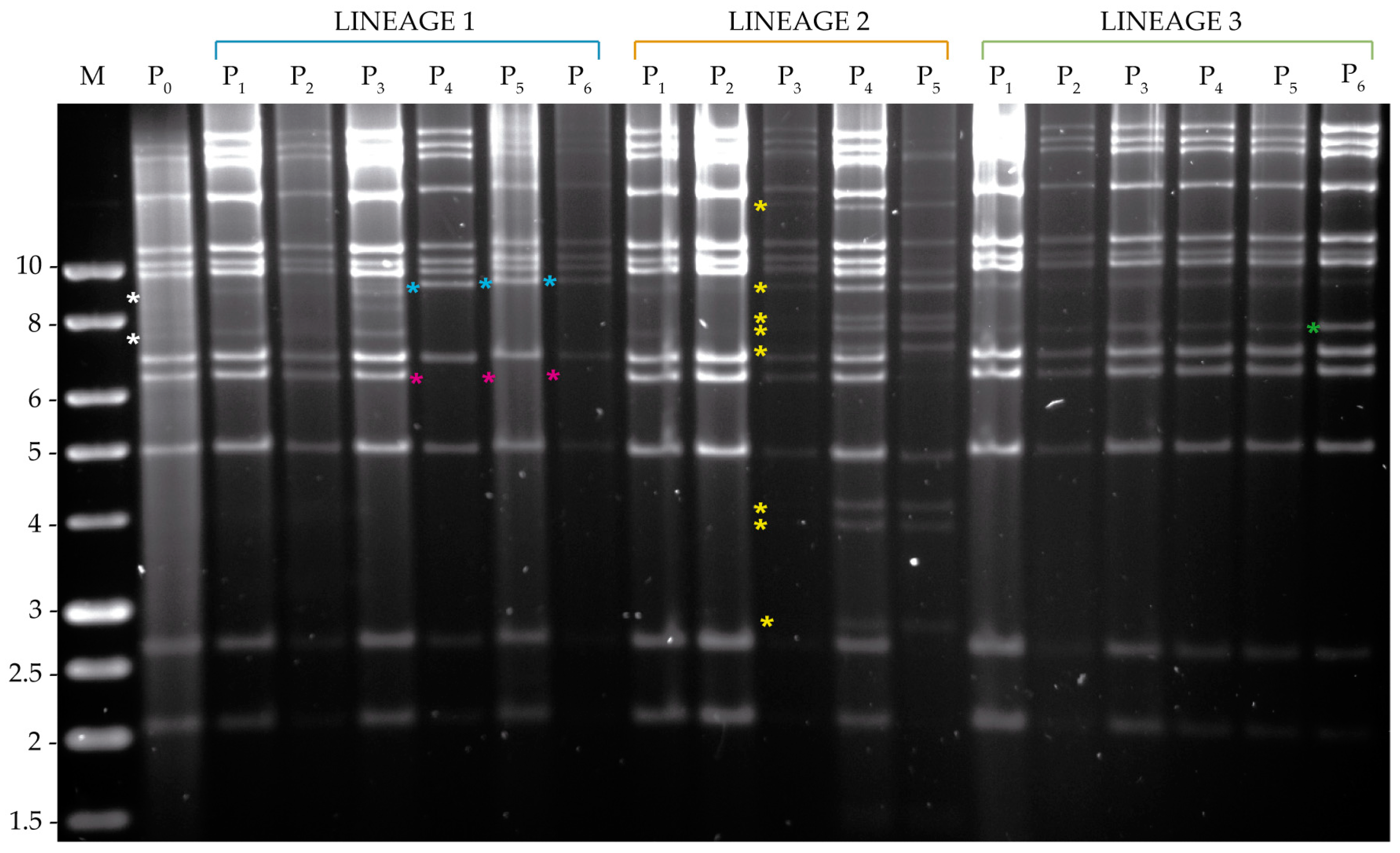 Viruses 11 00660 g006