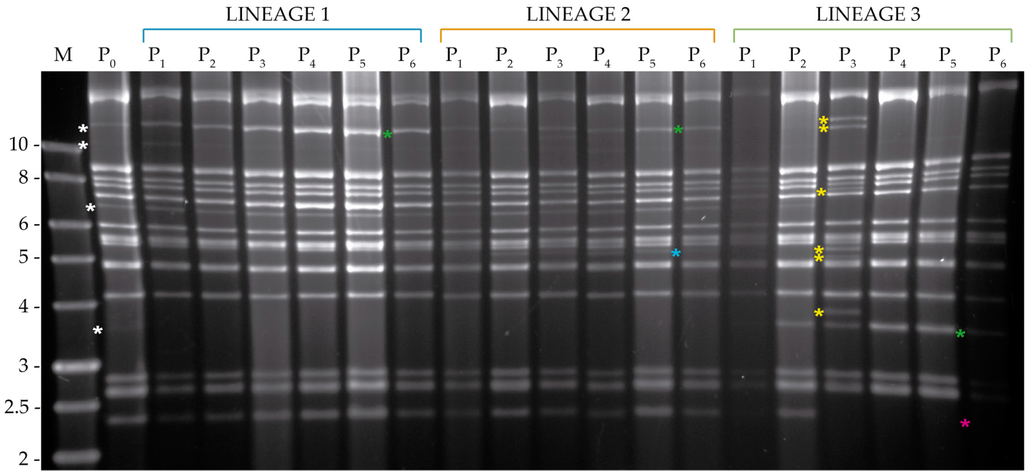 Viruses 11 00660 g007