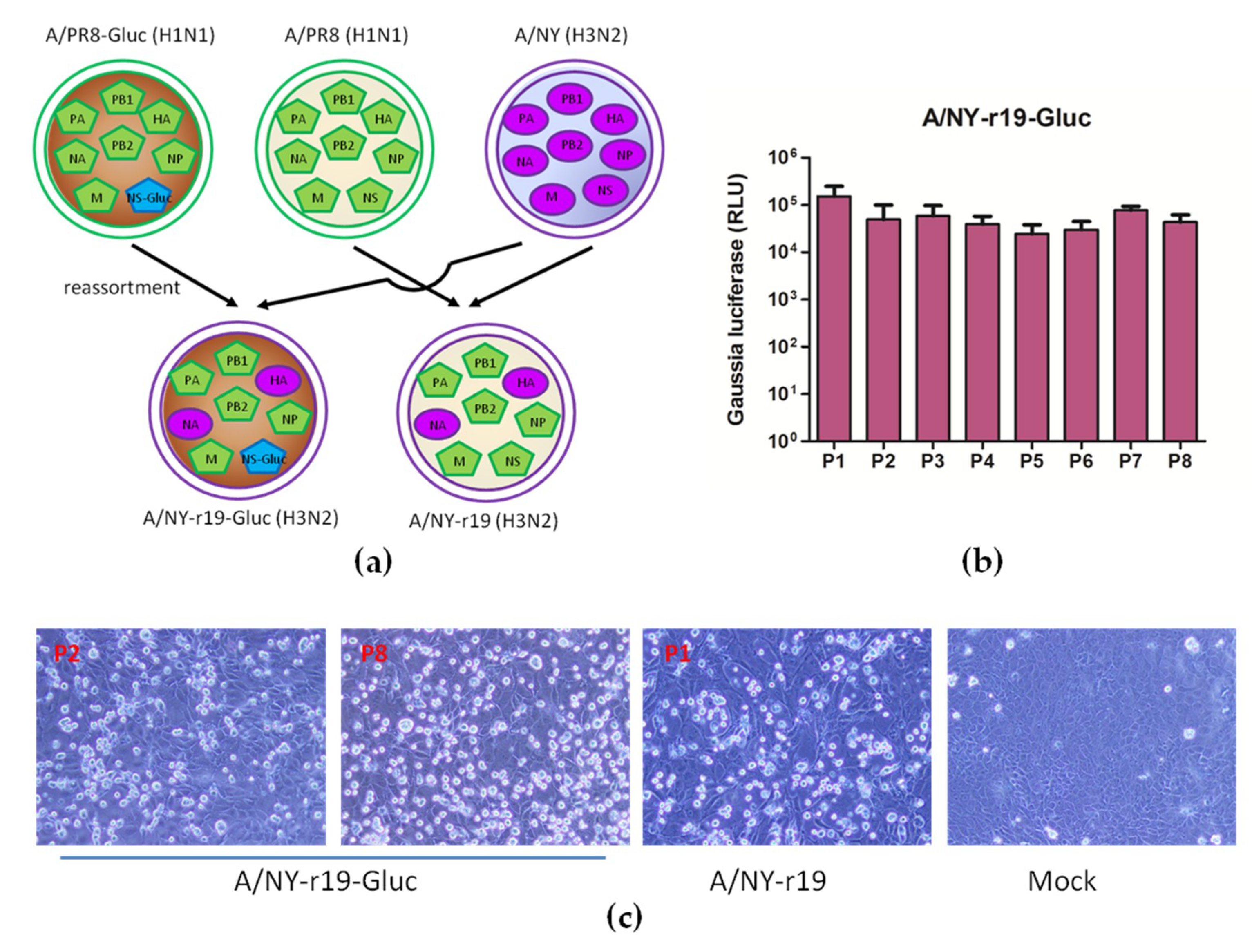 Viruses 11 00665 g003