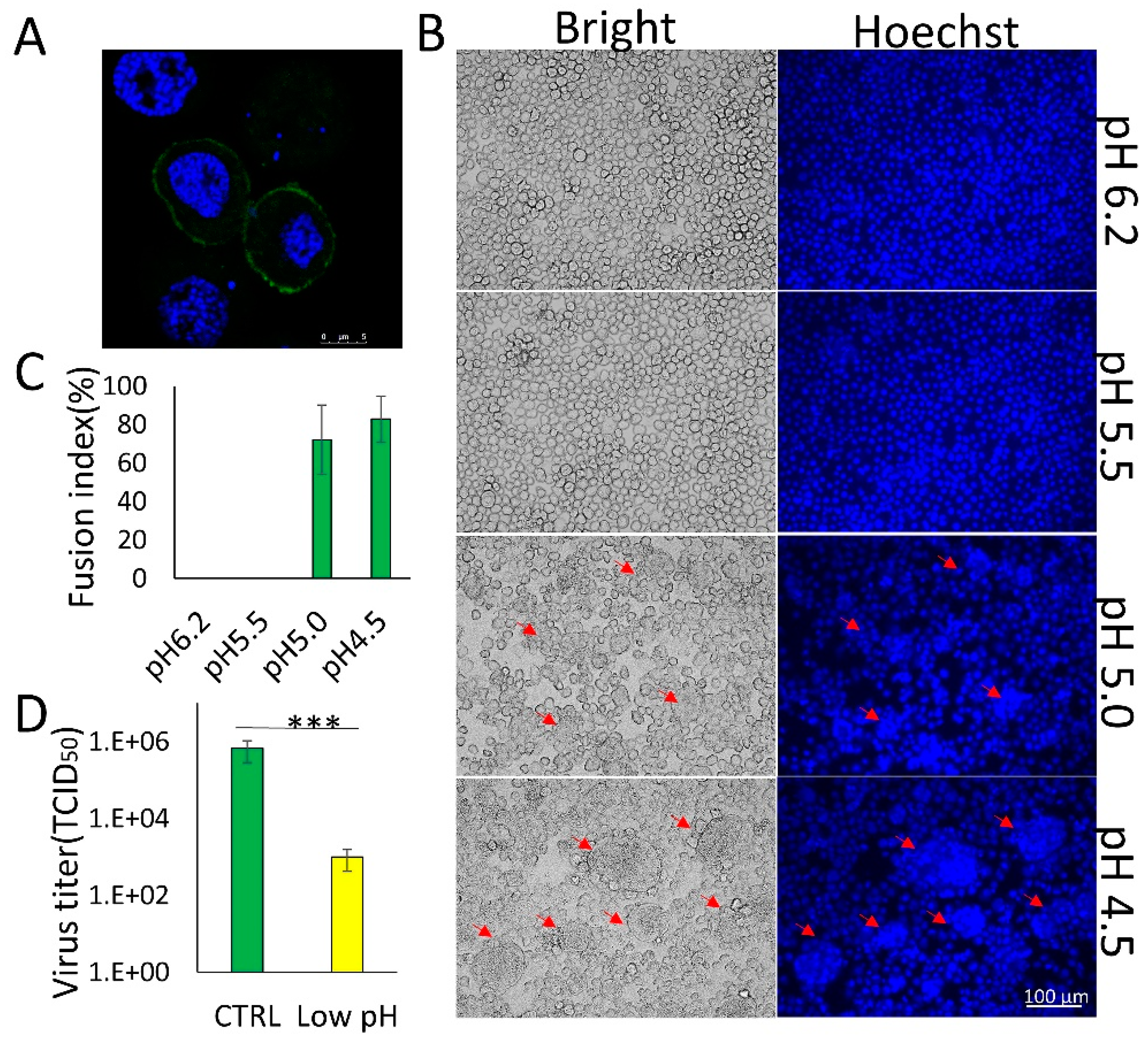 Viruses 11 00668 g001 Viruses 11 00668 g001