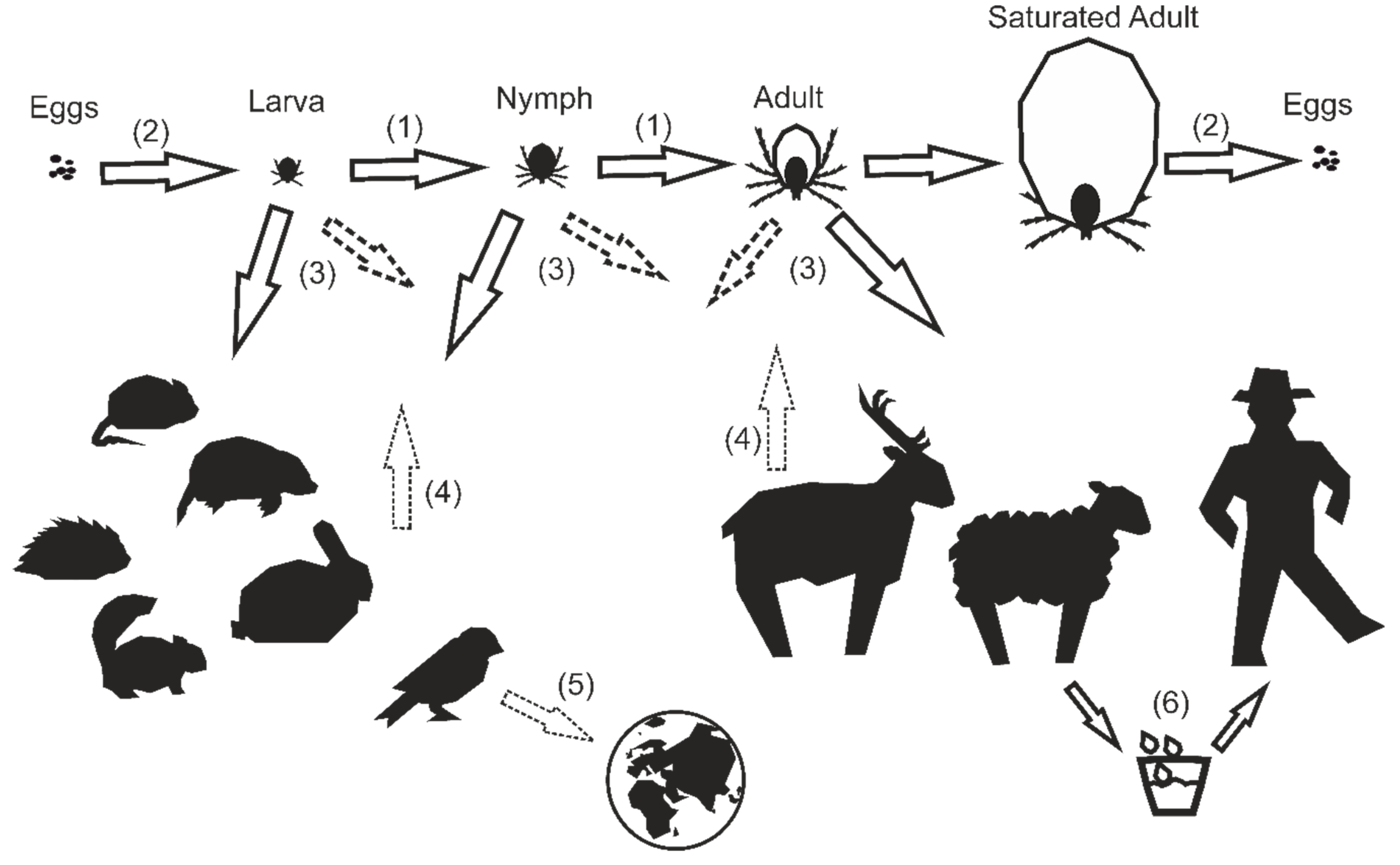 Frontiers  A One-Health Approach to Investigating an Outbreak of  Alimentary Tick-Borne Encephalitis in a Non-endemic Area in France (Ain,  Eastern France): A Longitudinal Serological Study in Livestock, Detection  in Ticks, and