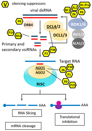 Viruses Free Full Text Catch Me If You Can Rna Silencing Based Improvement Of Antiviral Plant Immunity Html Viruses Free Full Text Catch Me If You Can Rna Silencing Based Improvement Of Antiviral Plant Immunity Html