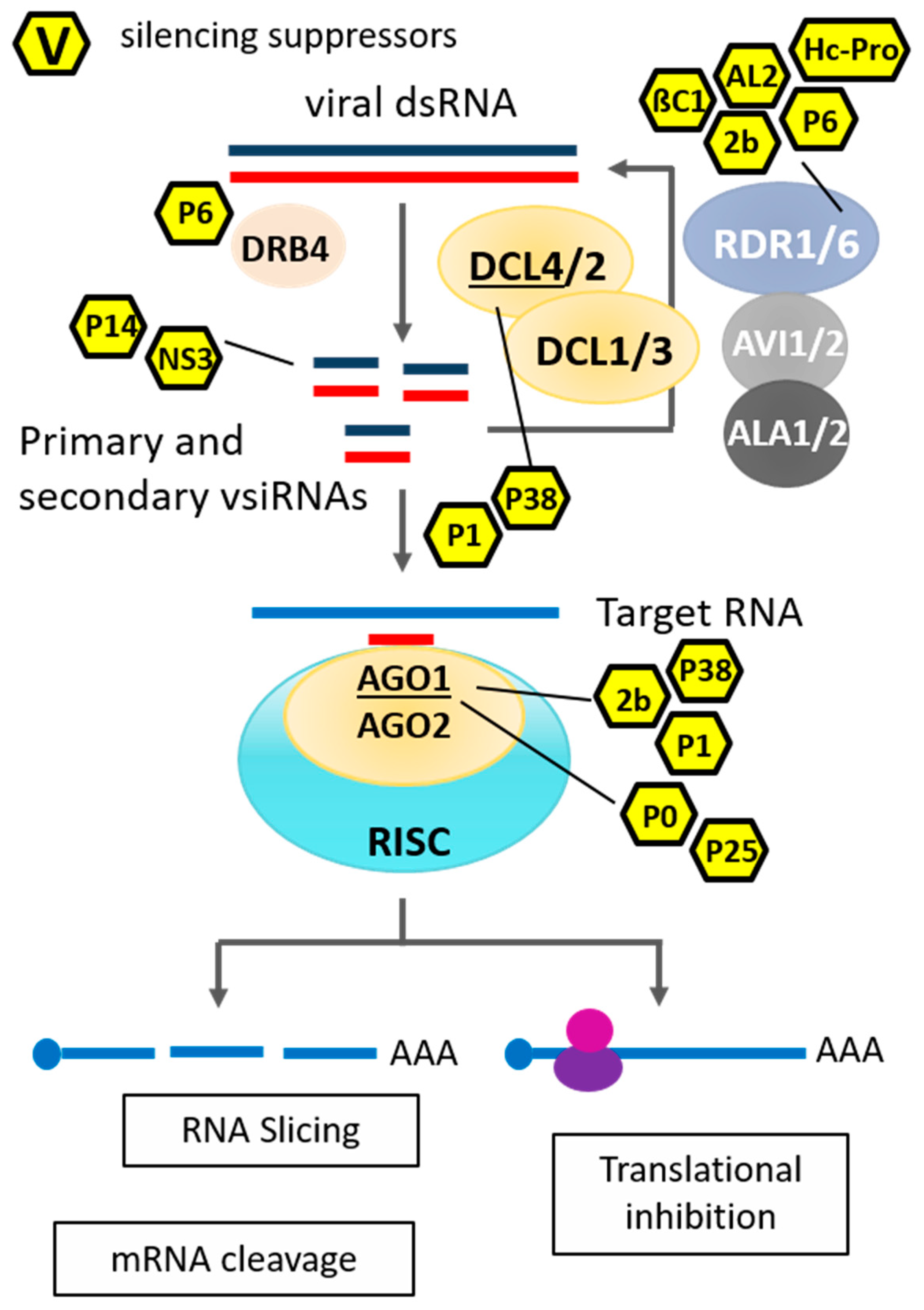 Viruses Free Full Text Catch Me If You Can Rna Silencing Based Improvement Of Antiviral Plant Immunity Html