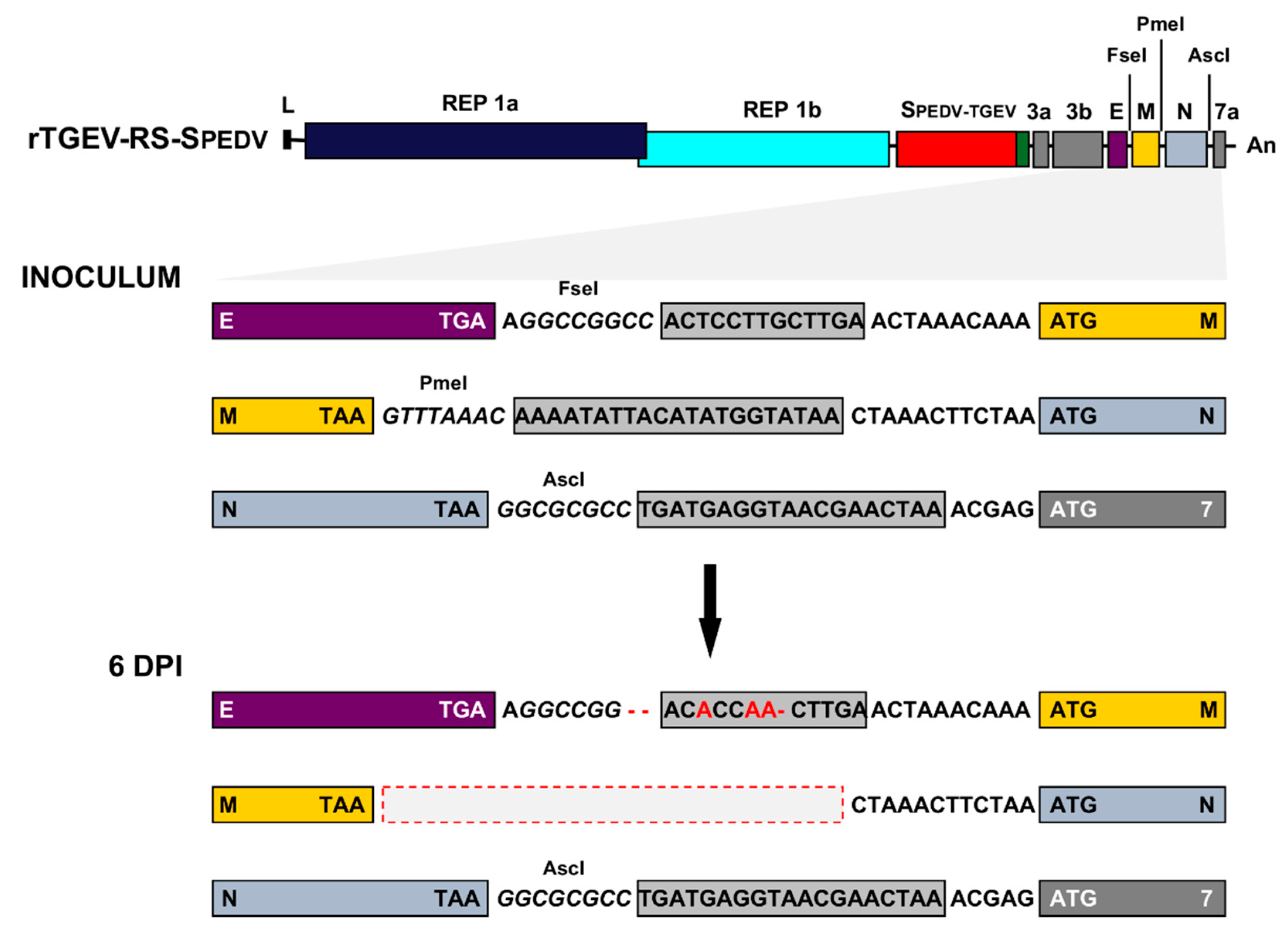 Viruses 11 00682 g005 Viruses 11 00682 g005