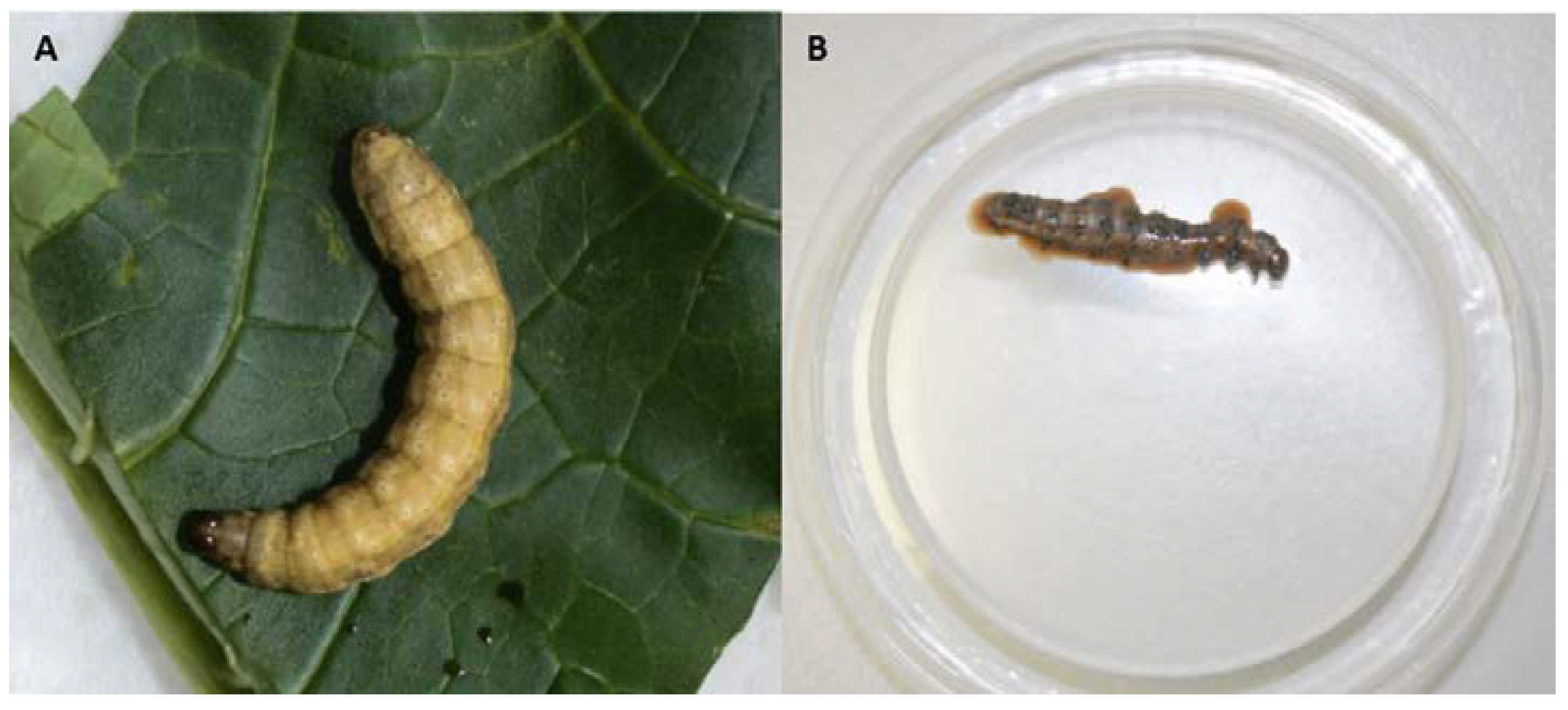 80 Best Of Lepidopteran Insects Baculovirus insectza