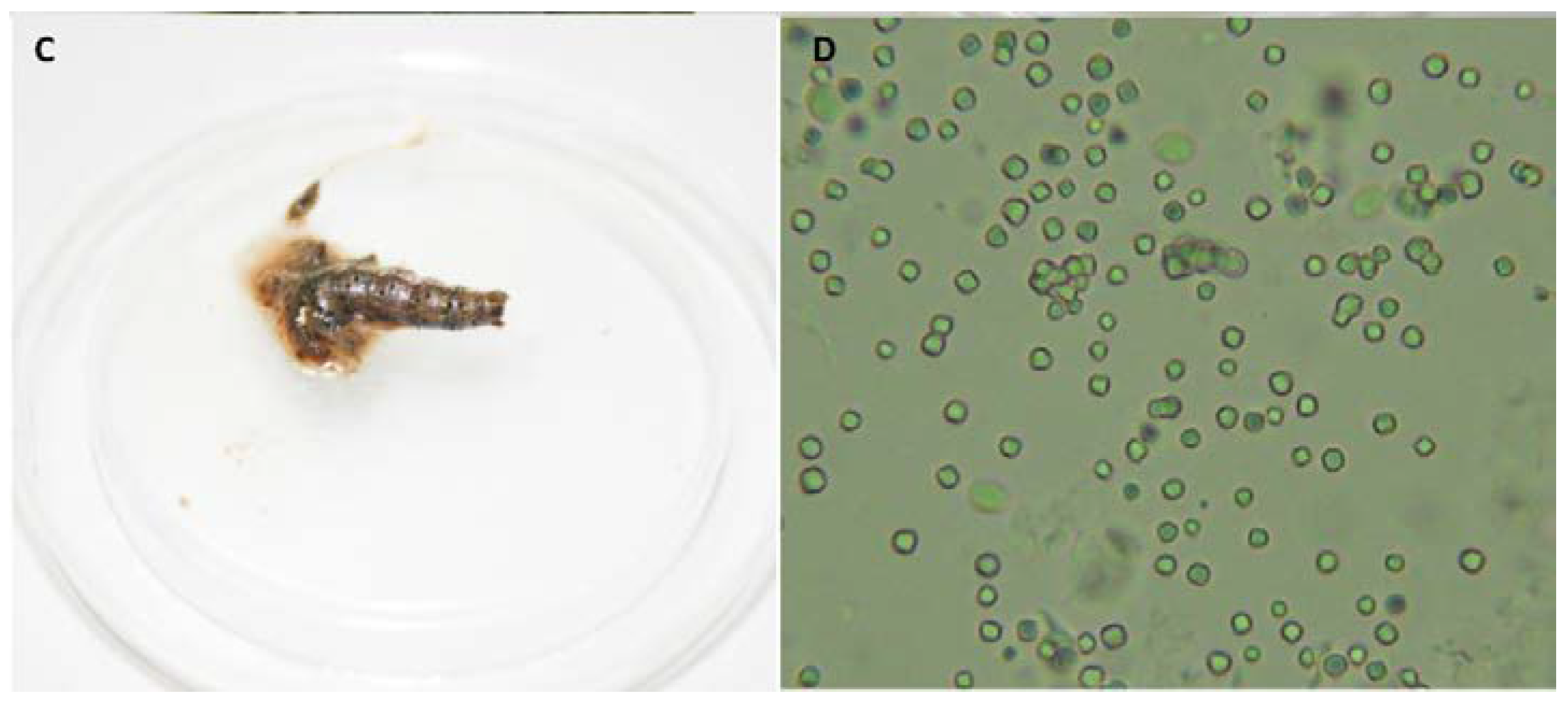 Viruses 11 00684 g001b 550