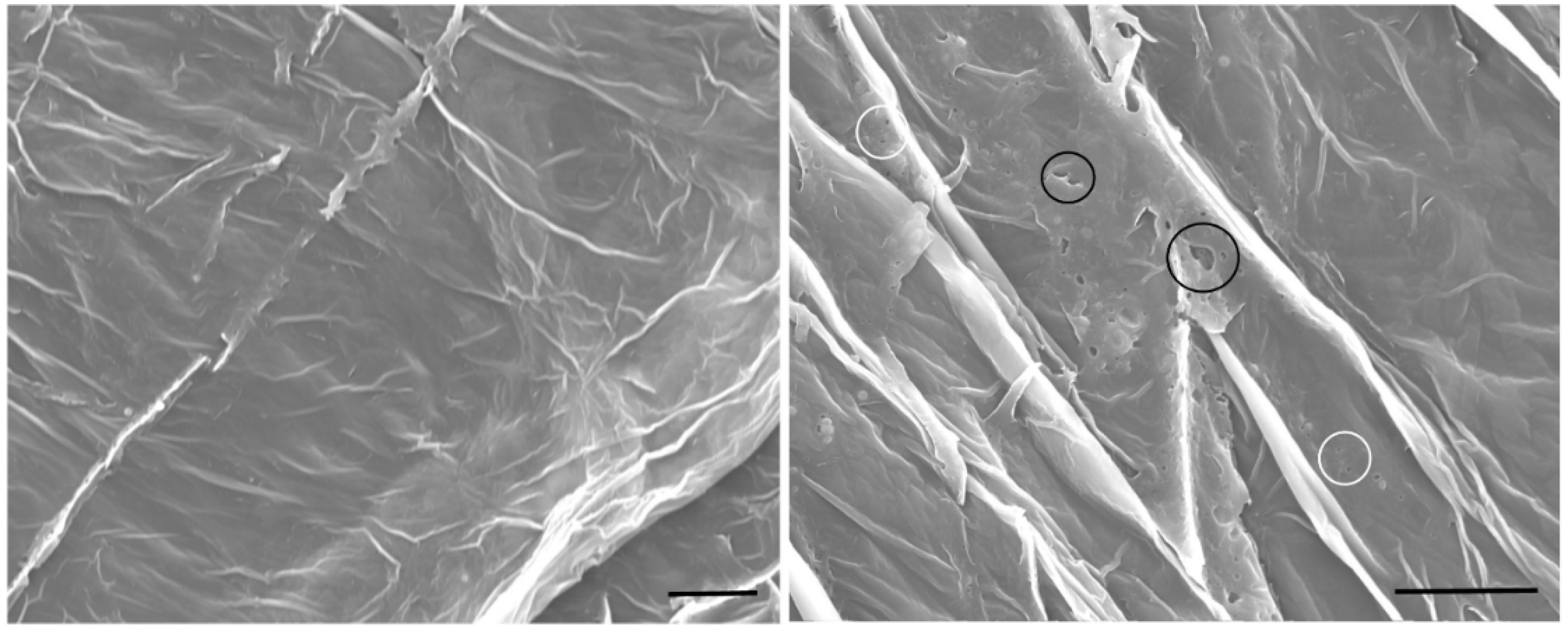 Viruses 11 00684 g003 550