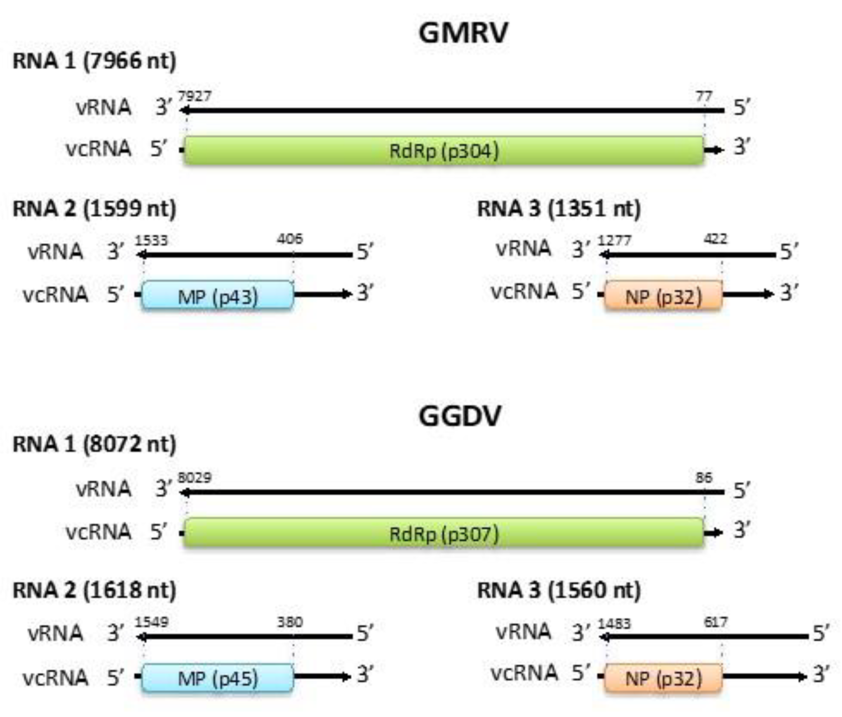 Viruses 11 00685 g001