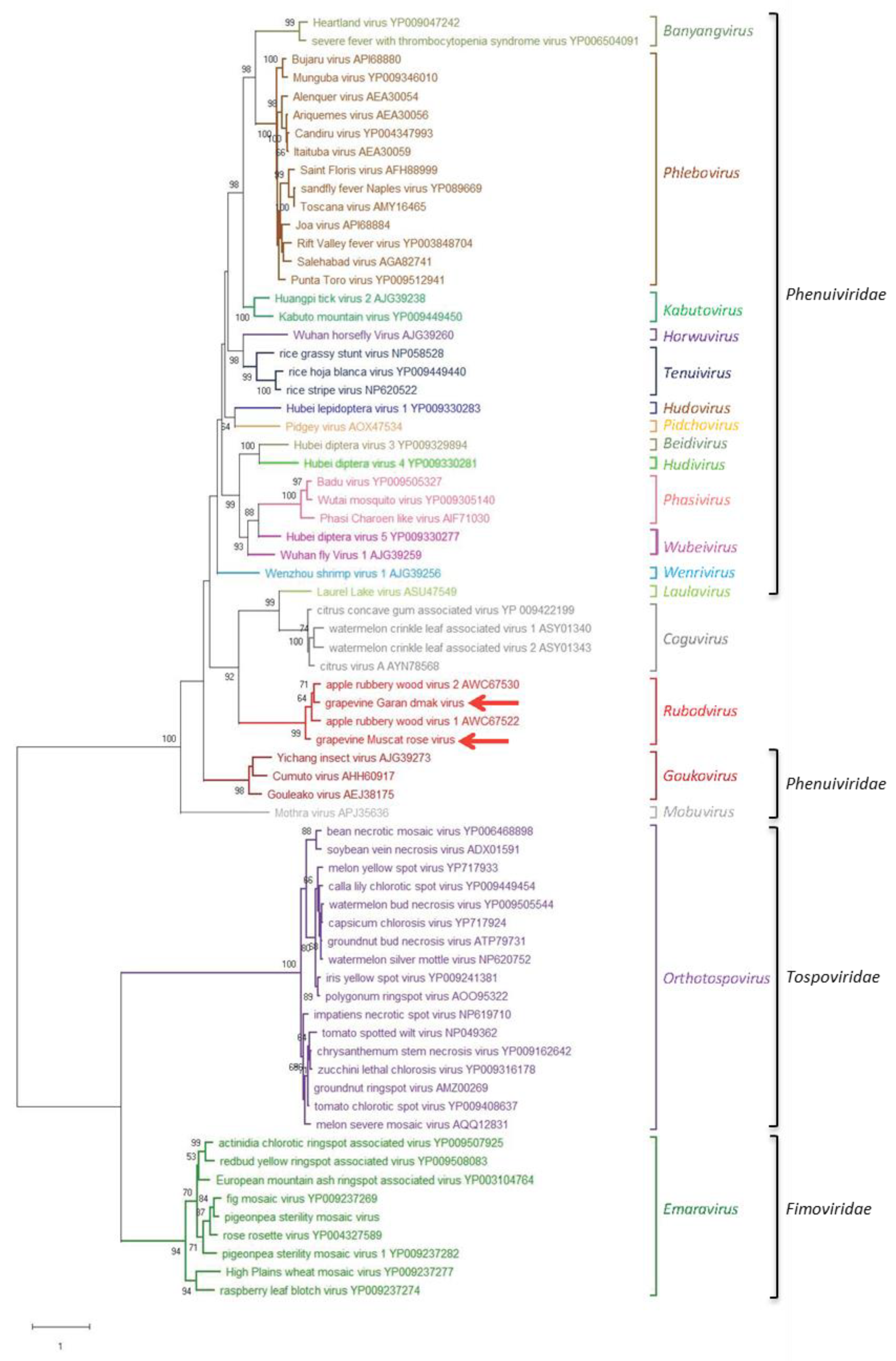 Viruses 11 00685 g004