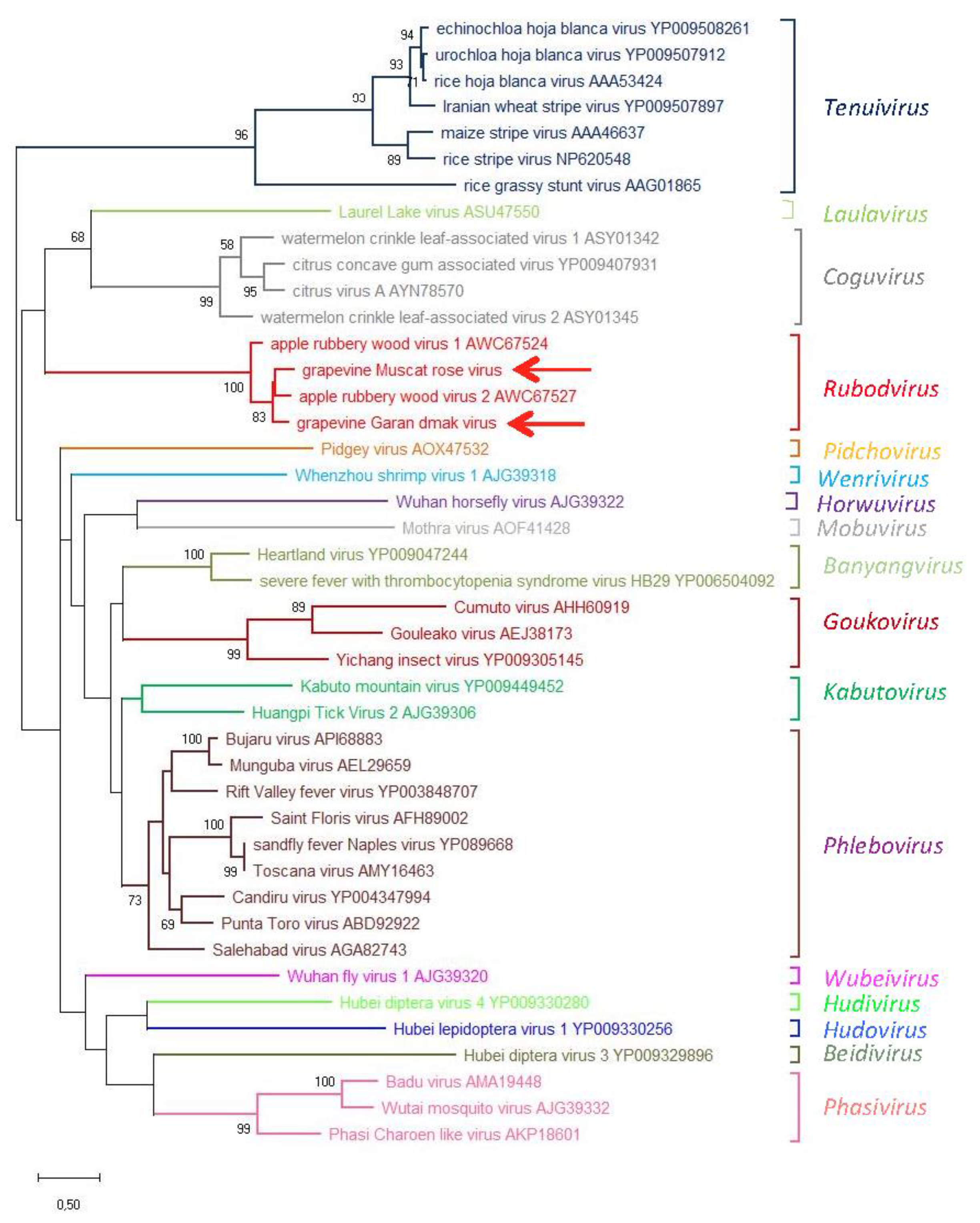 Viruses 11 00685 g005