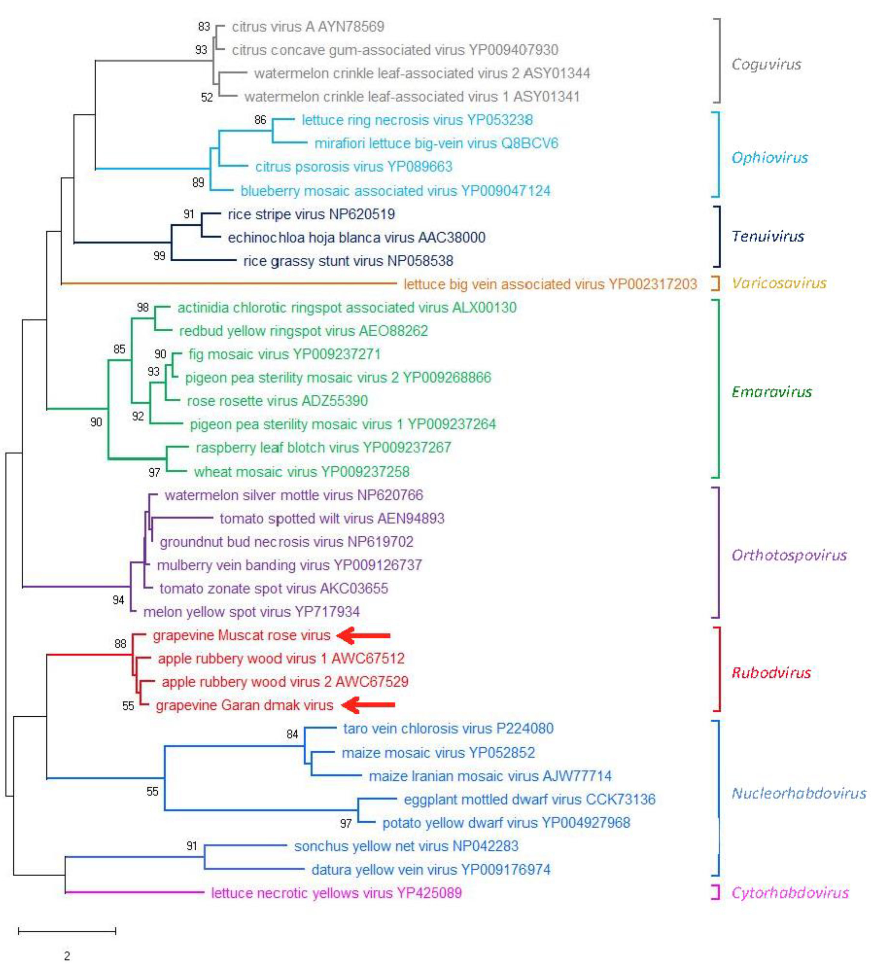 Viruses 11 00685 g006