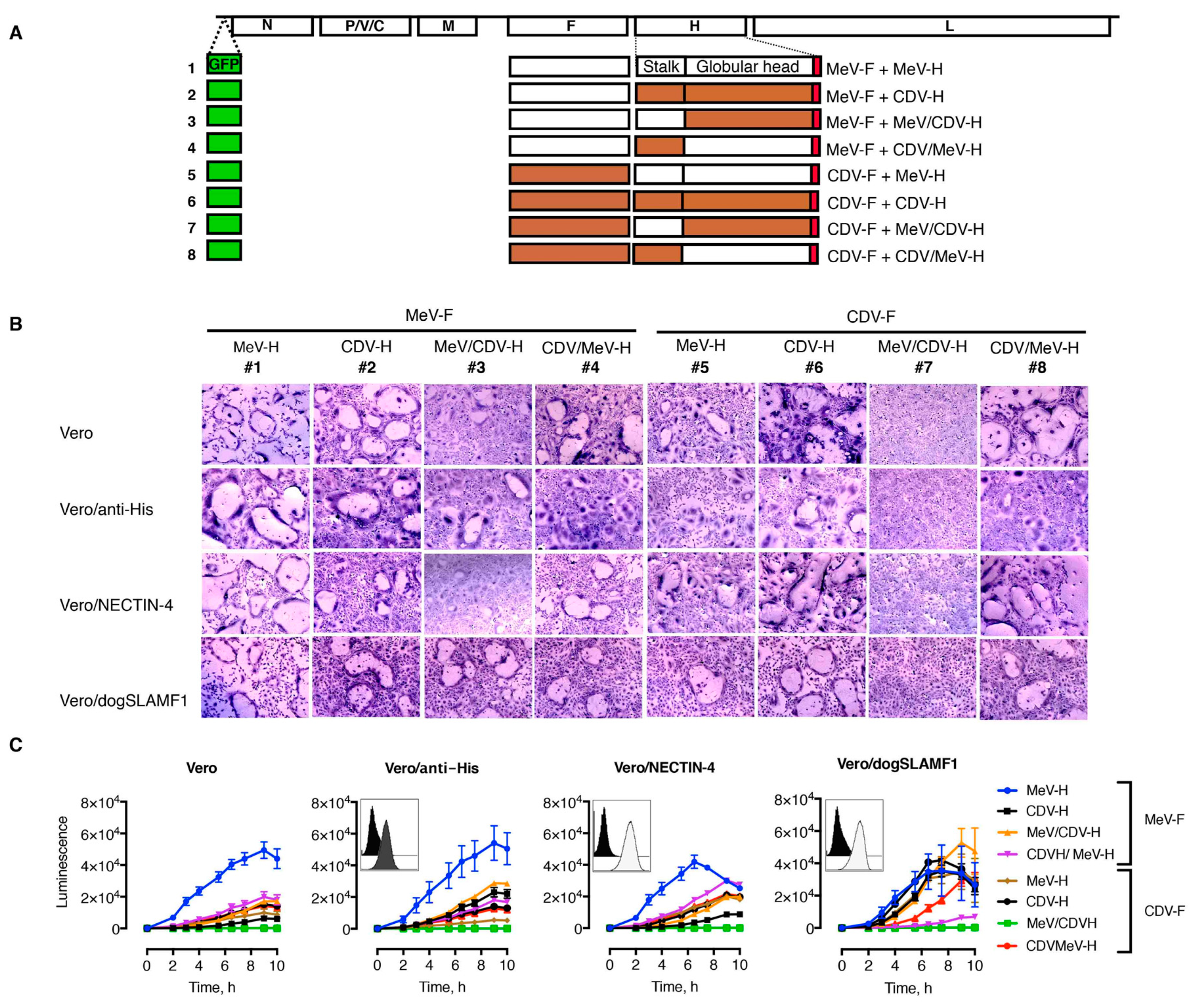 Viruses 11 00688 g002 Viruses 11 00688 g002