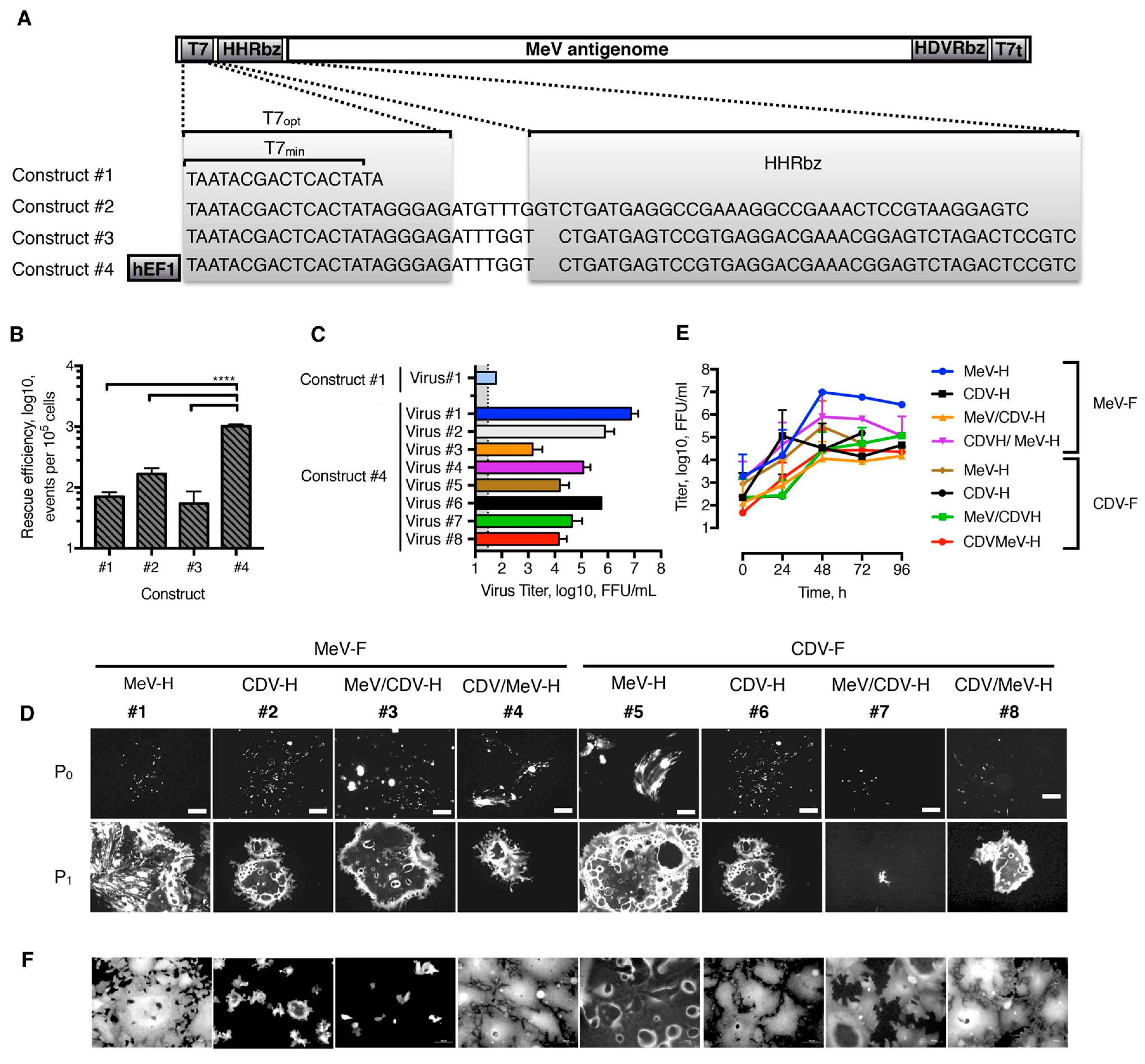 Viruses 11 00688 g004 Viruses 11 00688 g004