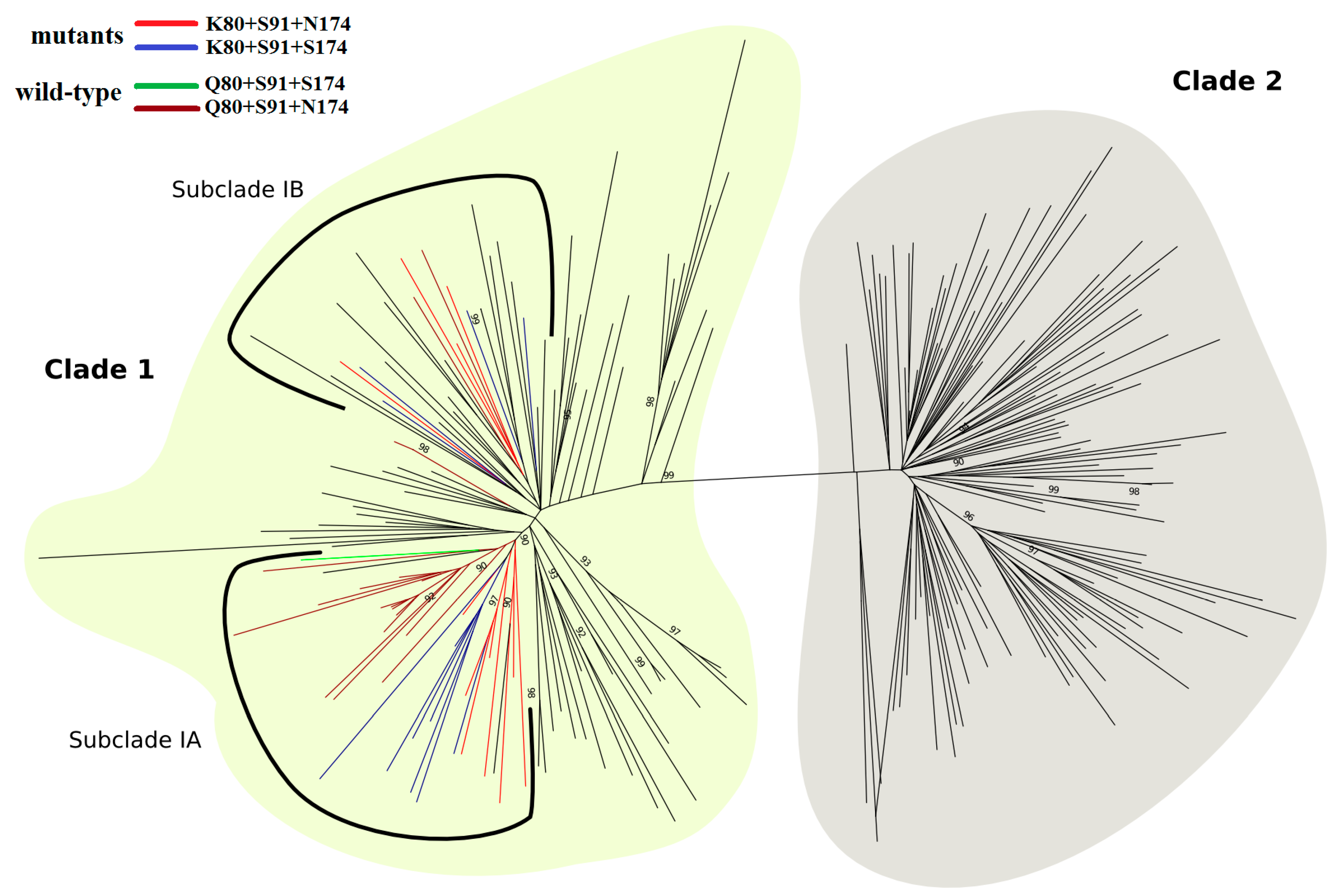 Viruses 11 00691 g008 Viruses 11 00691 g008