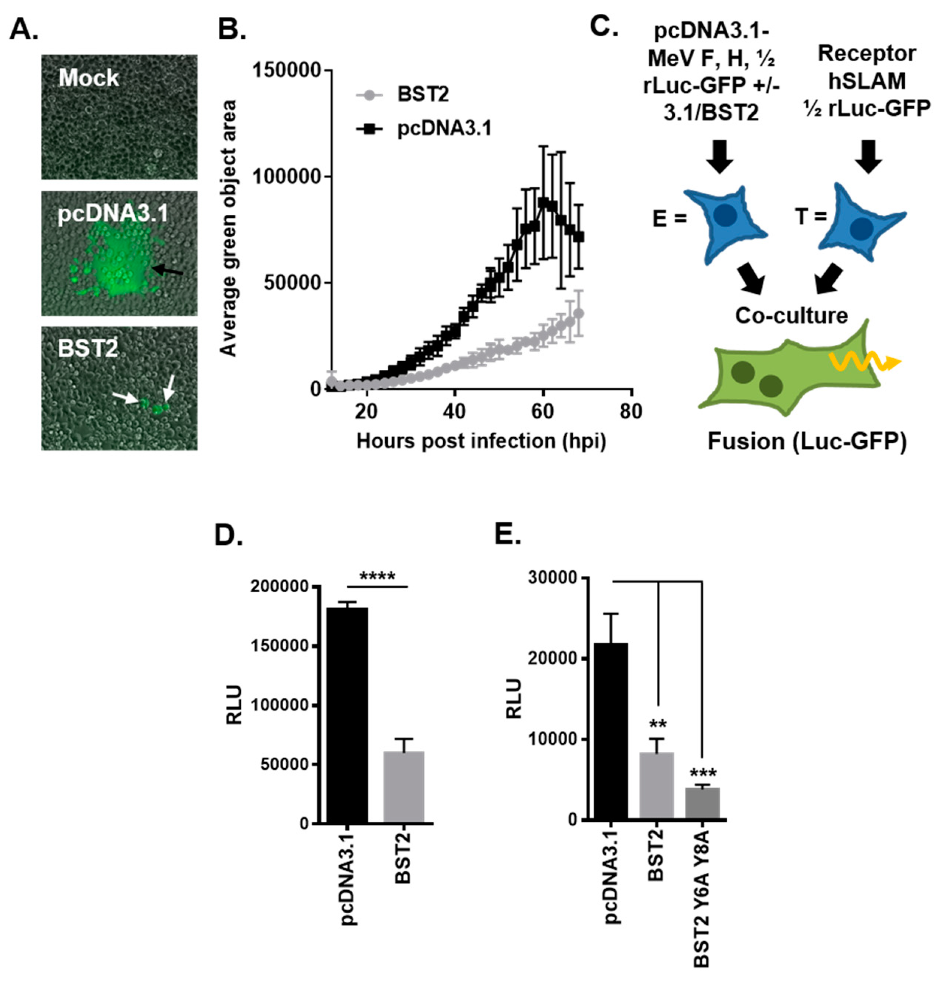 Viruses 11 00692 g002