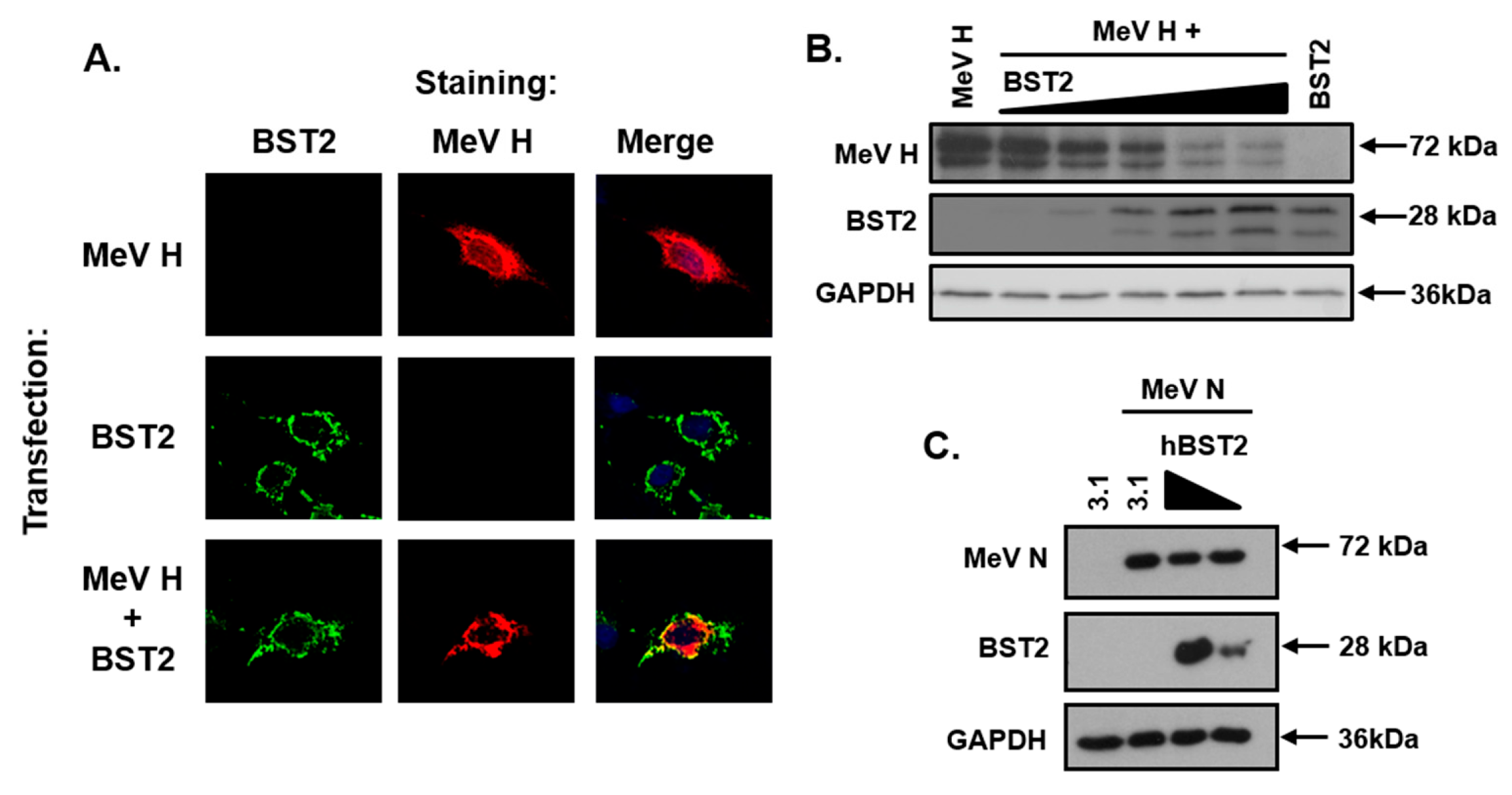 Viruses 11 00692 g003