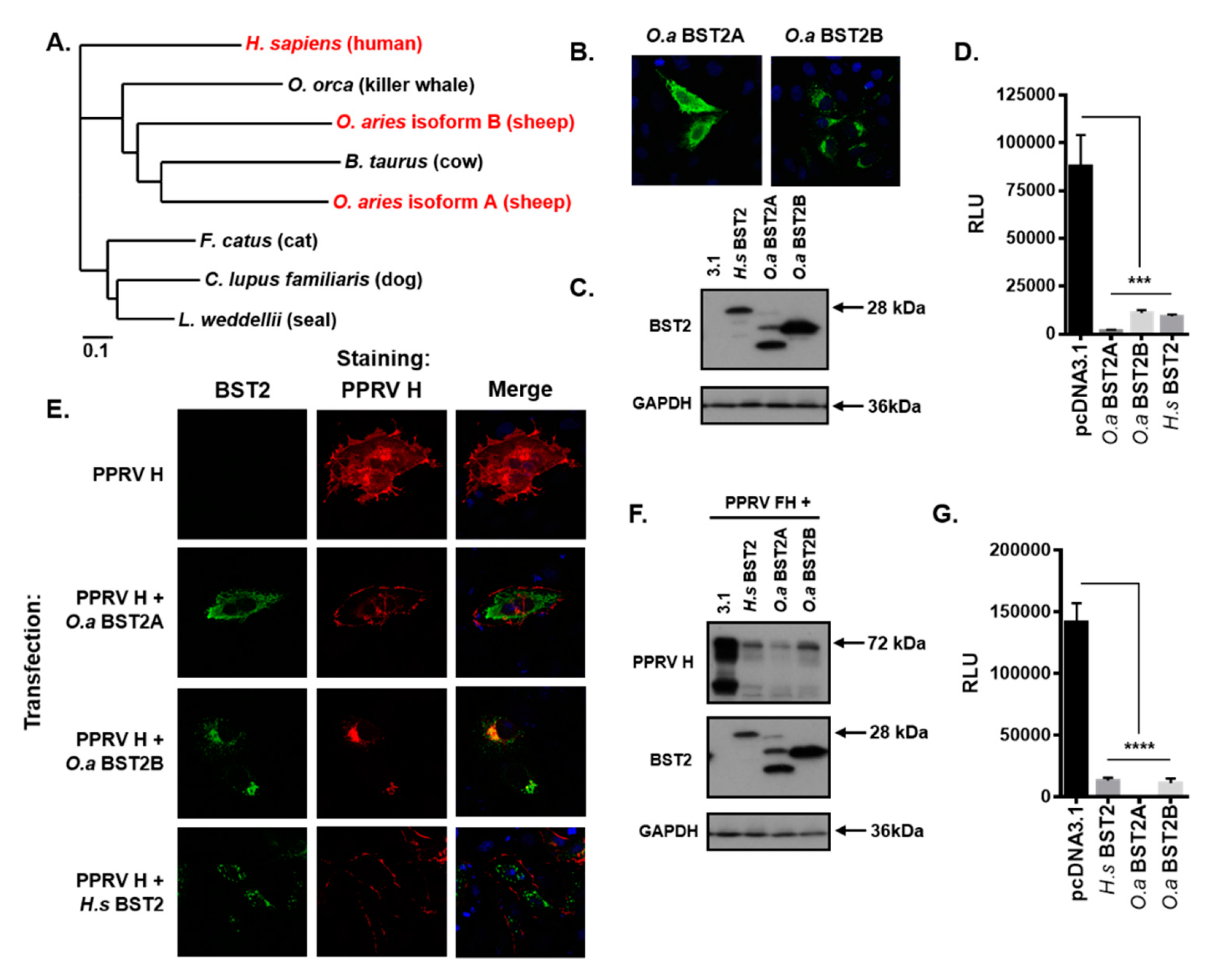 Viruses 11 00692 g005