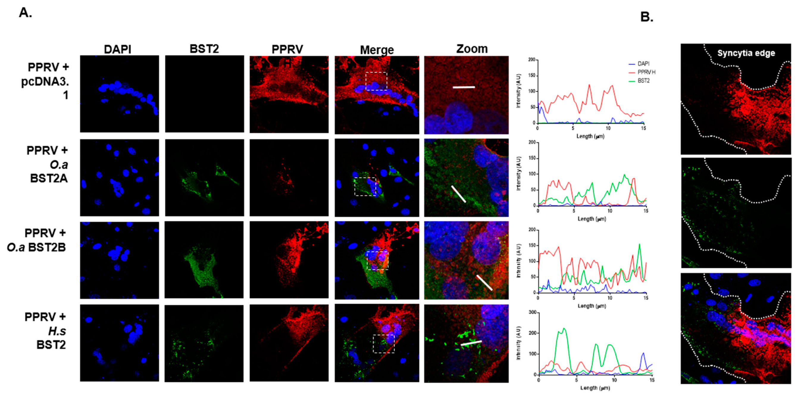 Viruses 11 00692 g006