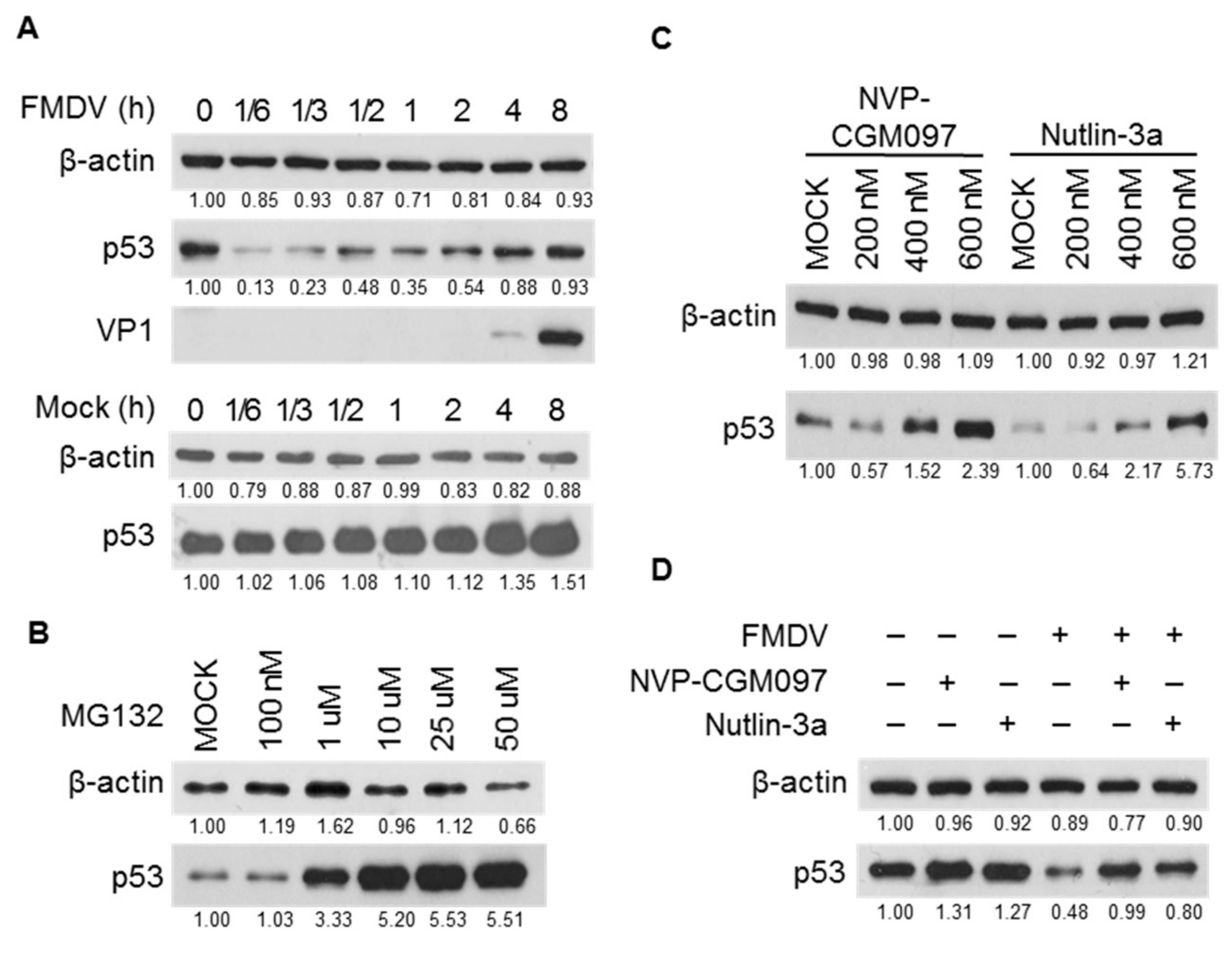 Basal Level p53 Suppresses Antiviral Immunity Against Foot Basal Level p53 Suppresses Antiviral Immunity Against Foot