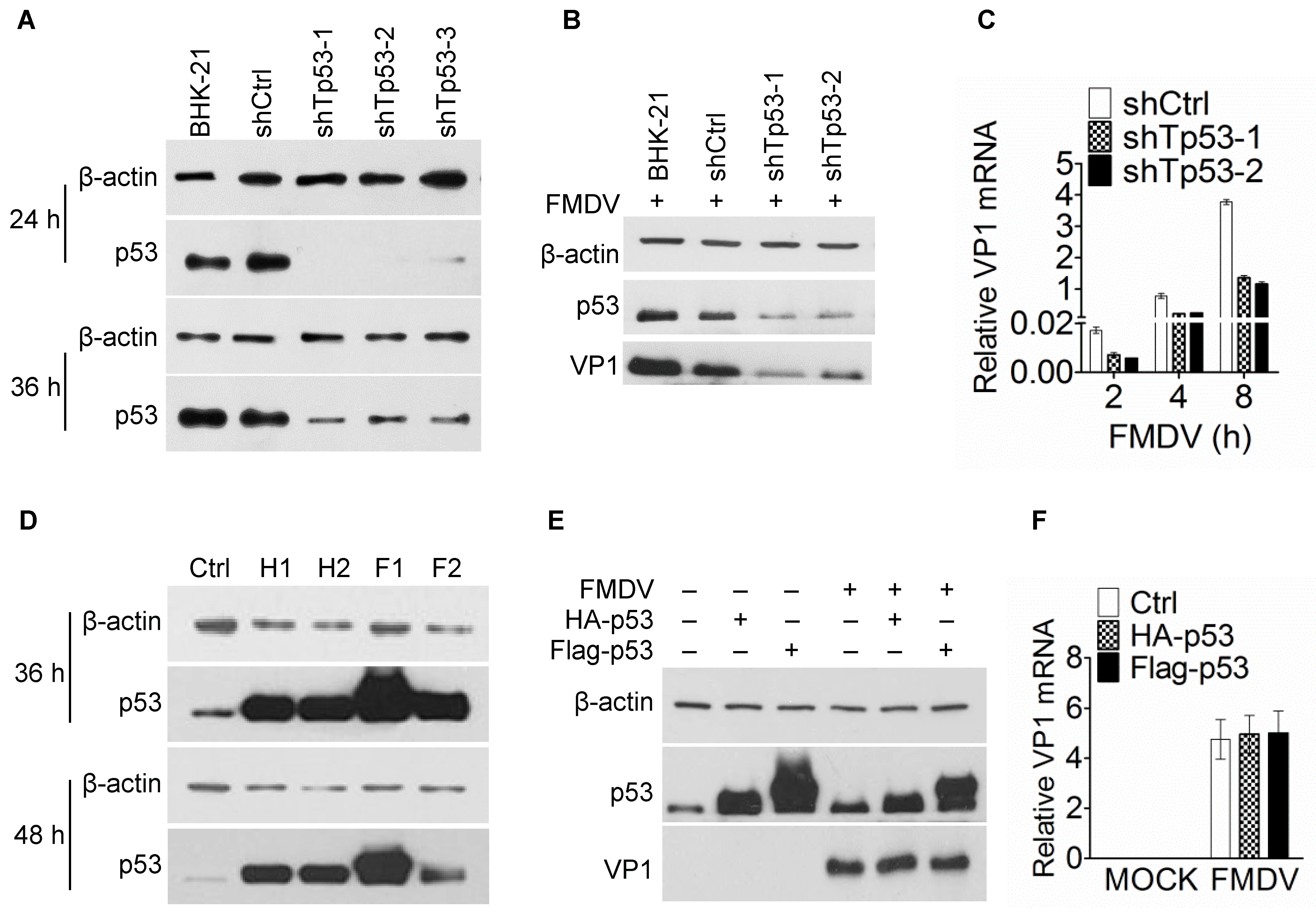 Viruses 11 00727 g002 Viruses 11 00727 g002