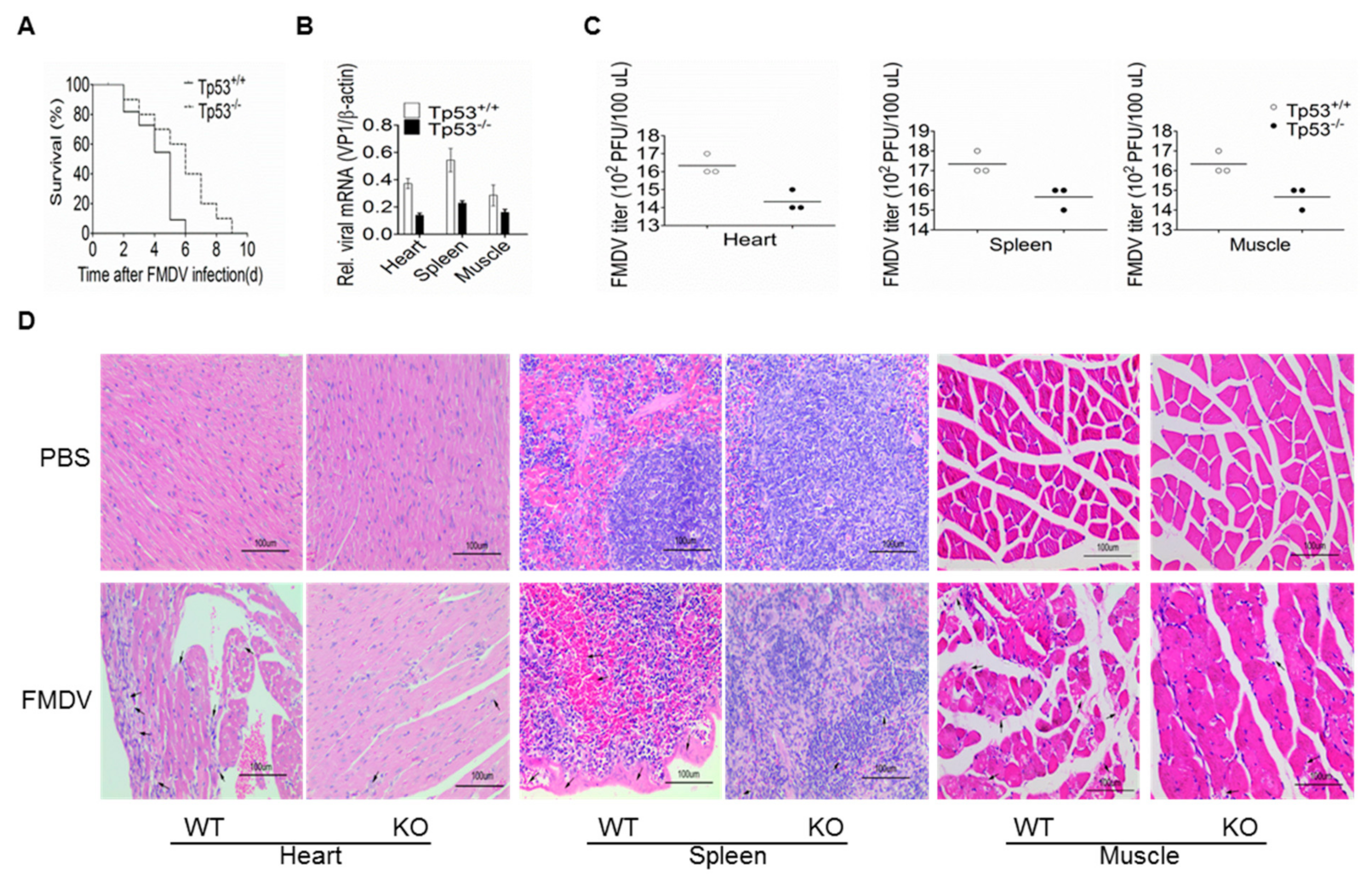 Viruses 11 00727 g005 Viruses 11 00727 g005