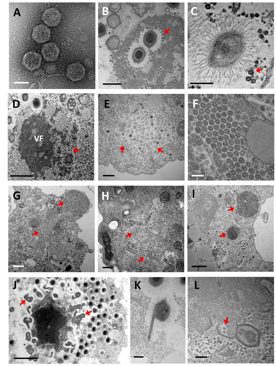 Viruses 11 00733 g003