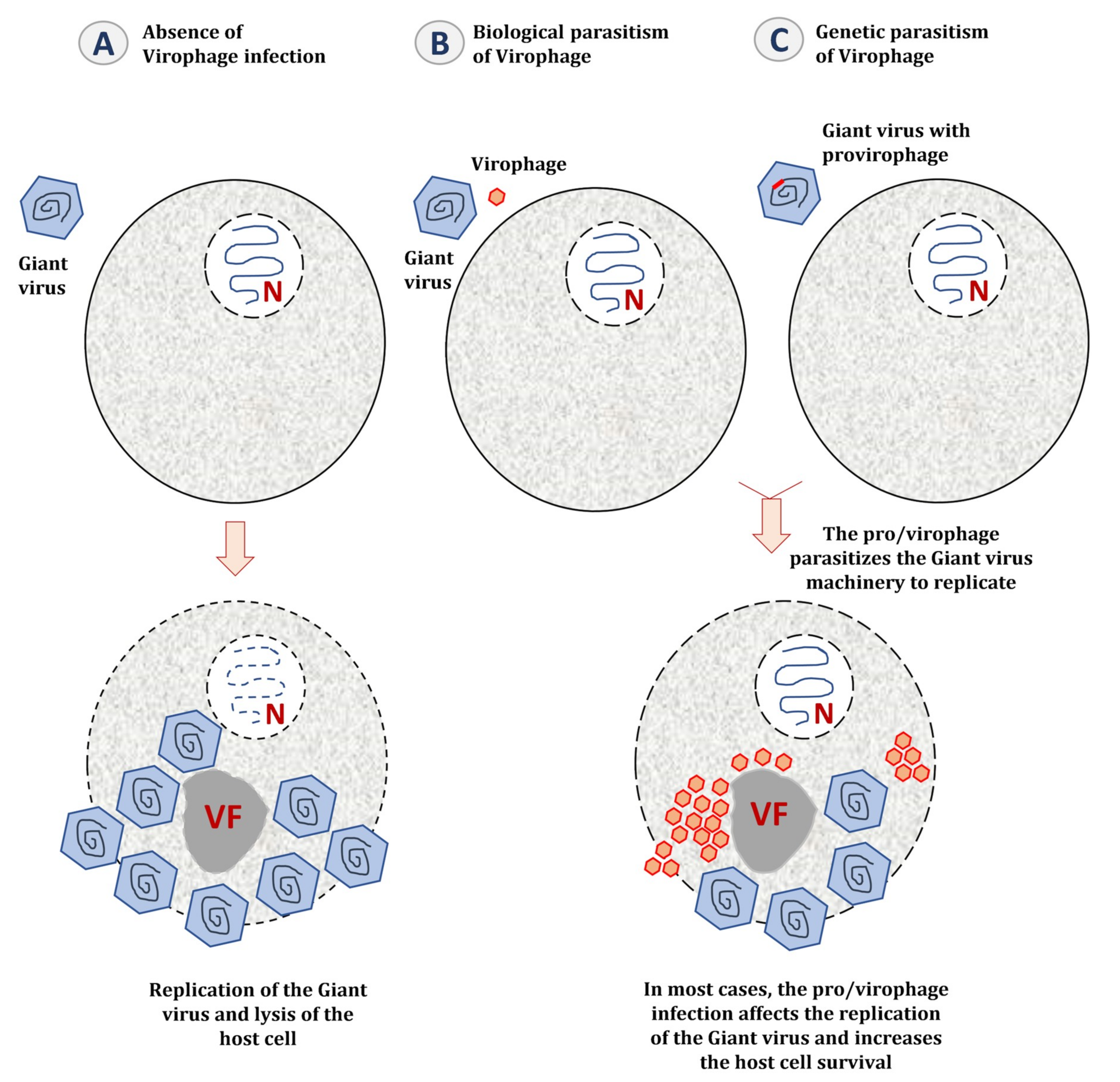 Viruses 11 00733 g004