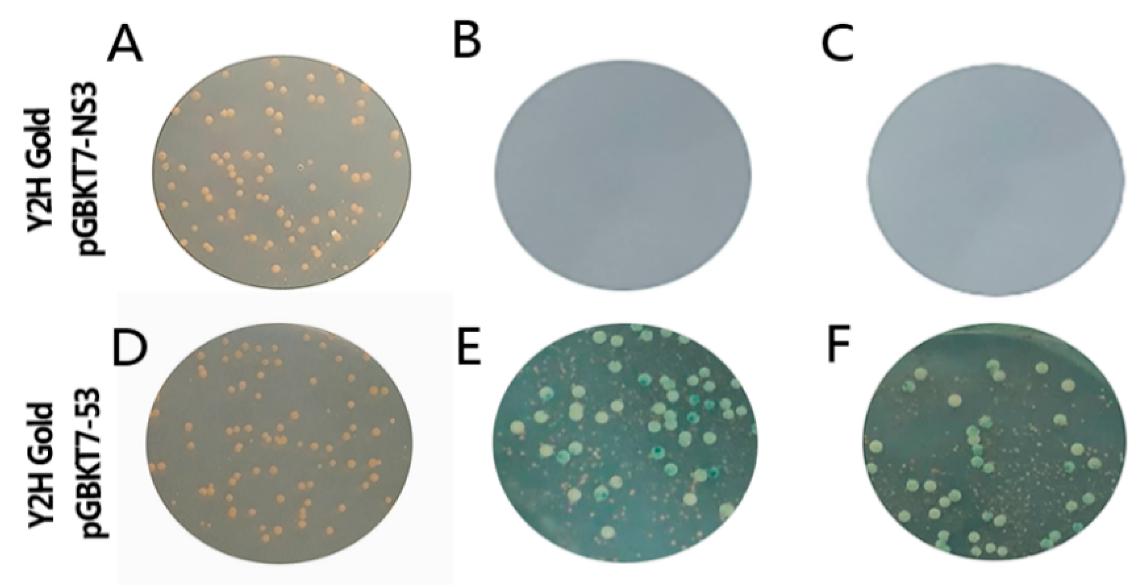 Viruses 11 00740 g002