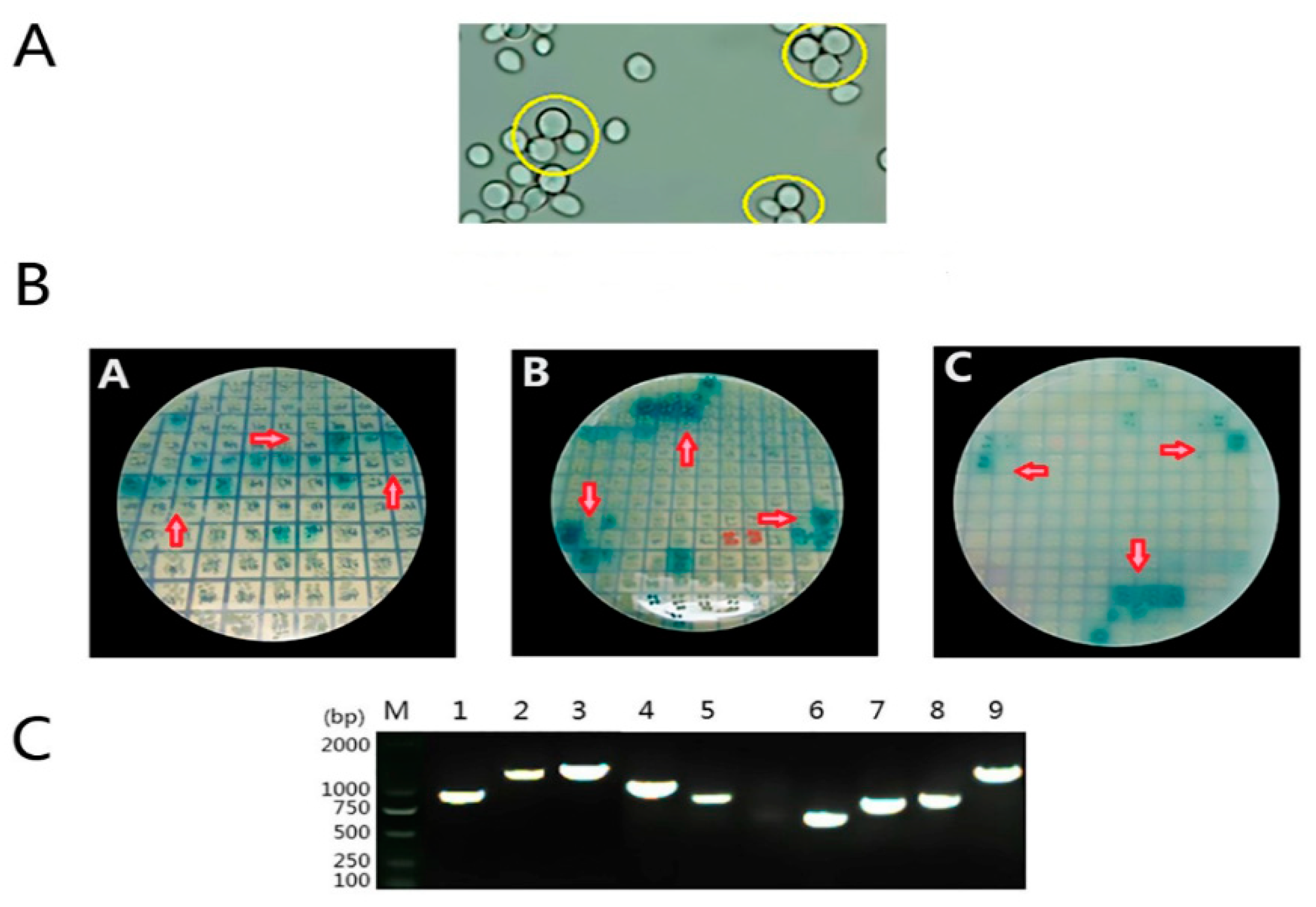 Viruses 11 00740 g003
