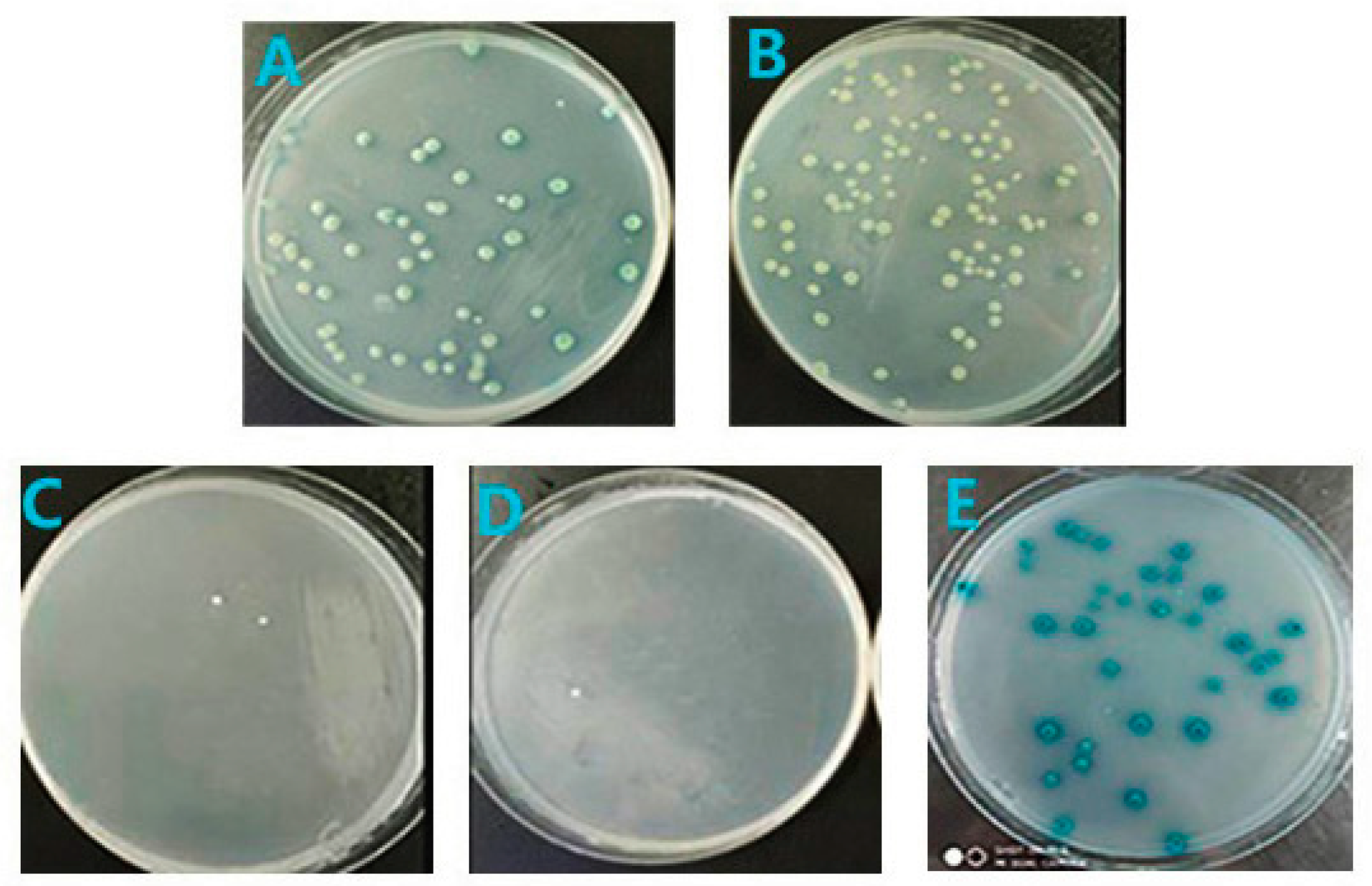 Viruses 11 00740 g006