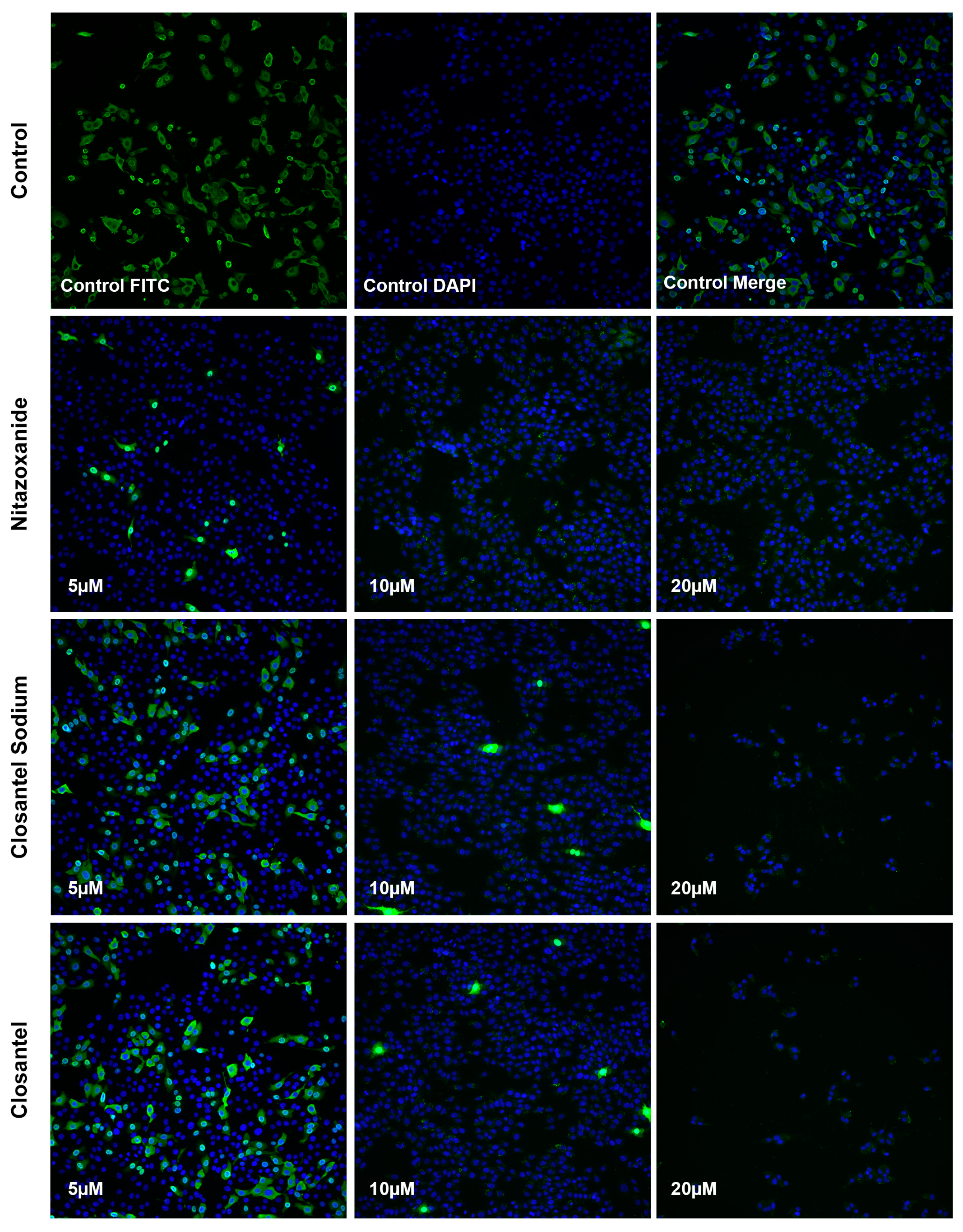 Viruses 11 00742 g004 Viruses 11 00742 g004